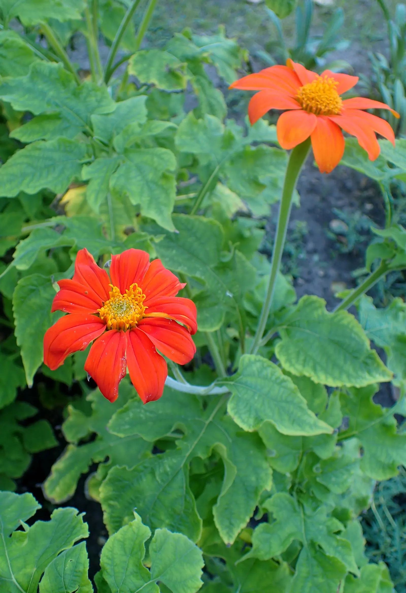 Mexican Sunflower (Tithonia Rotundifolia) — Preferring full sun, it thrives in well-drained soil and is drought-tolerant once established, image 85