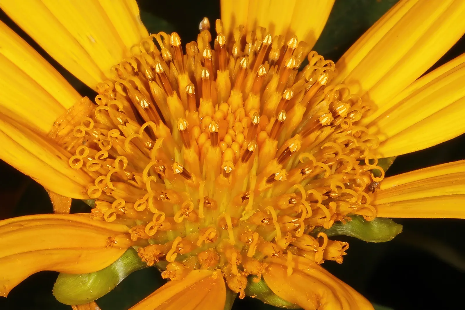 Mexican Sunflower (Tithonia Rotundifolia) — Ideal for adding height and color to borders or as a background plant