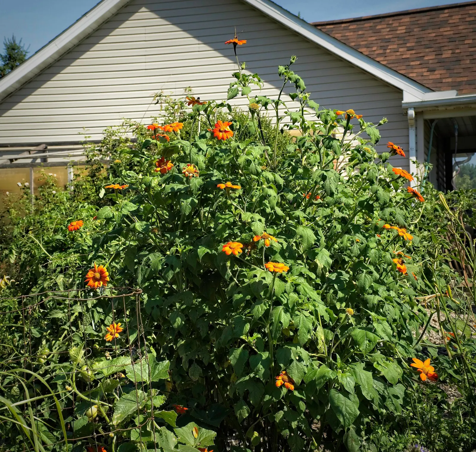 Mexican Sunflower (Tithonia Rotundifolia) — Its nectar-rich flowers, blooming from late summer to frost, are magnets for butterflies and bees, image 191