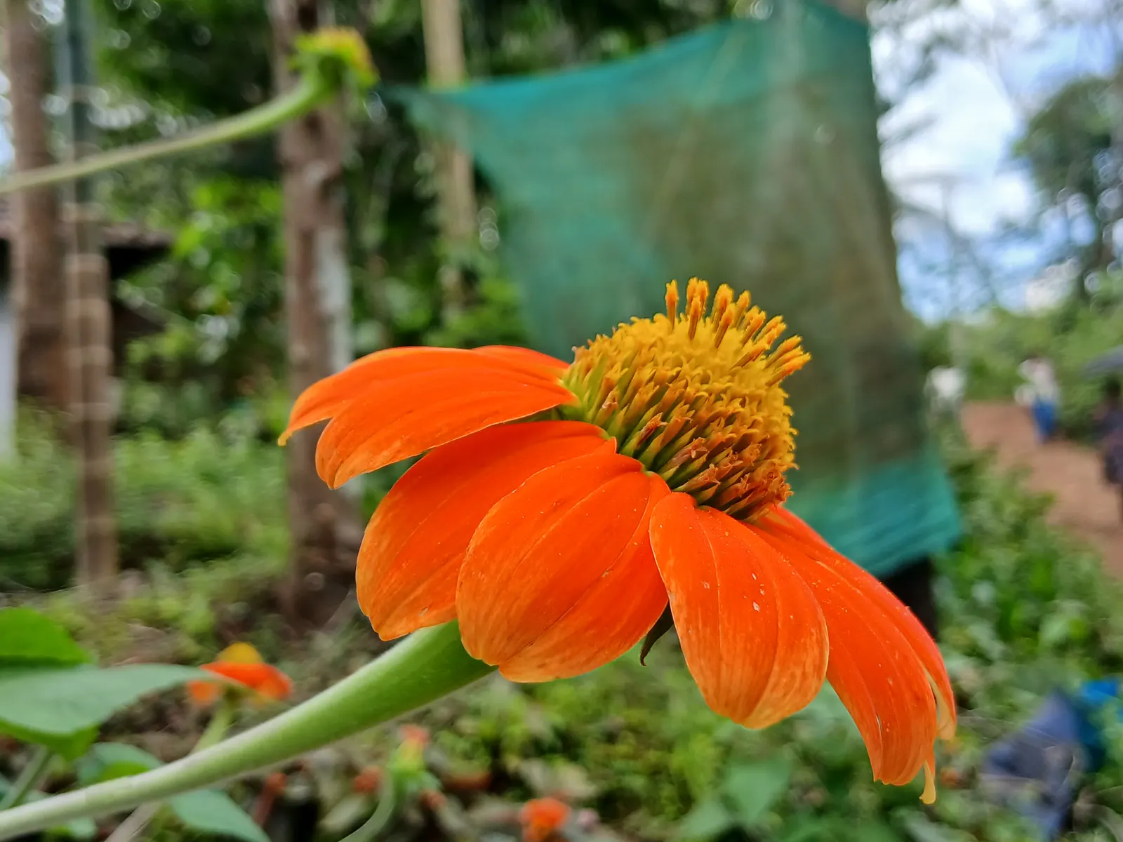 Mexican Sunflower (Tithonia Rotundifolia) — Native to Mexico and Central America; making it suitable for regions with hot, image 194
