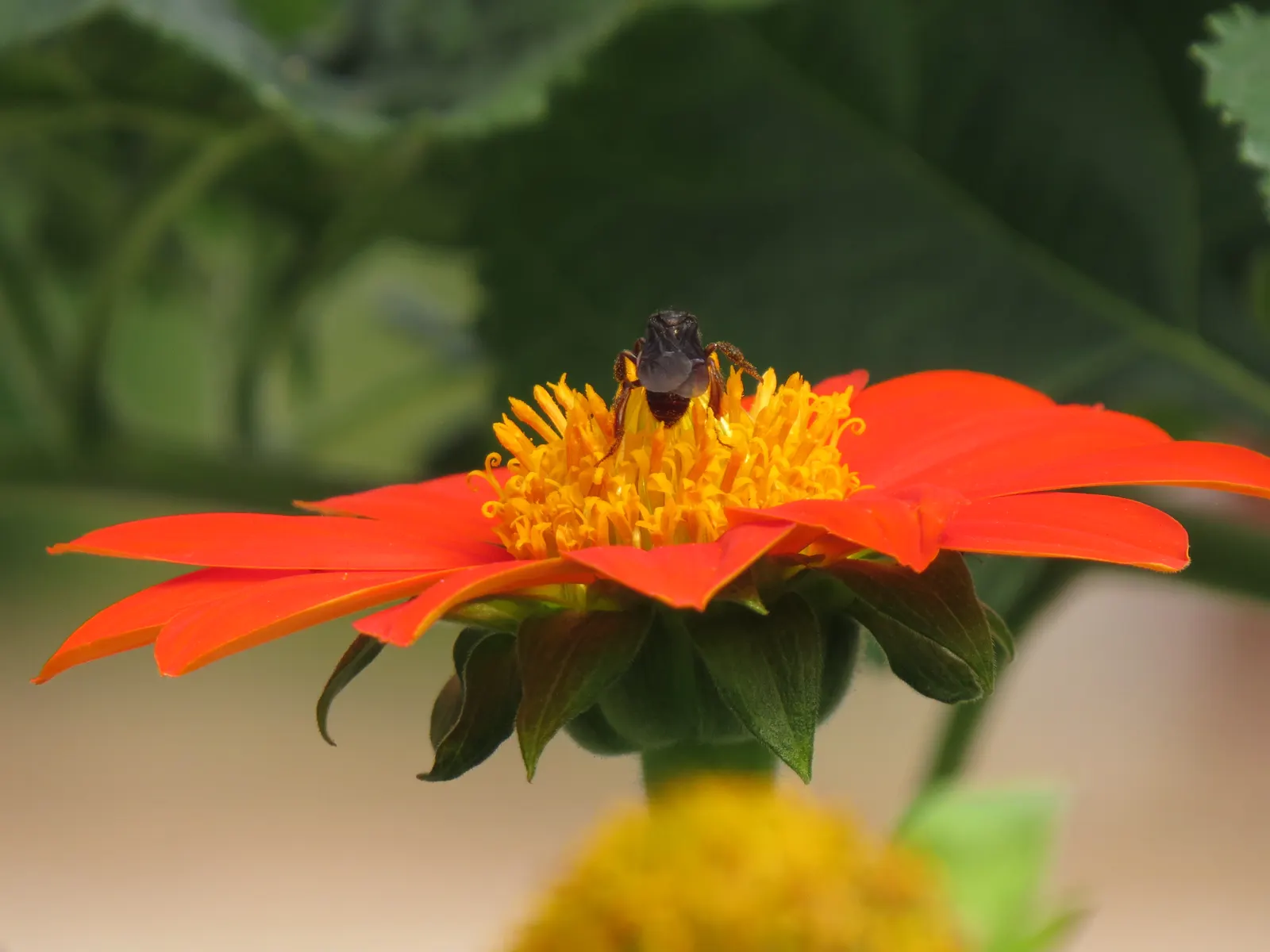 Mexican Sunflower (Tithonia Rotundifolia) — dry summers - although regular watering will encourage more prolific blooming; ideal for adding, image 96