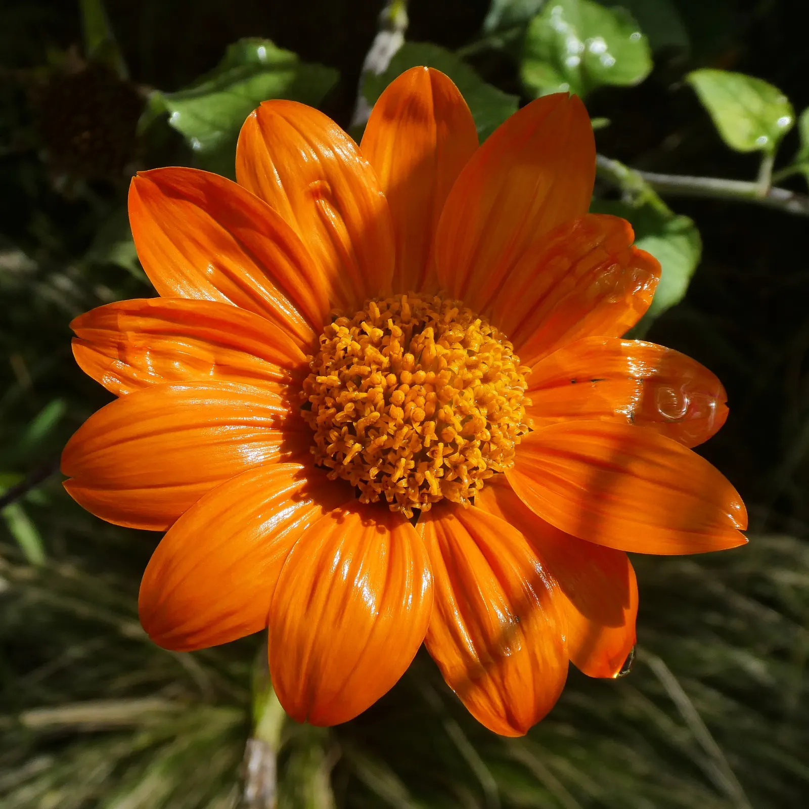 Mexican Sunflower (Tithonia Rotundifolia) — ensuring its bright presence year after year in the garden.<br><br>In sum; ideal for adding vertical, image 204
