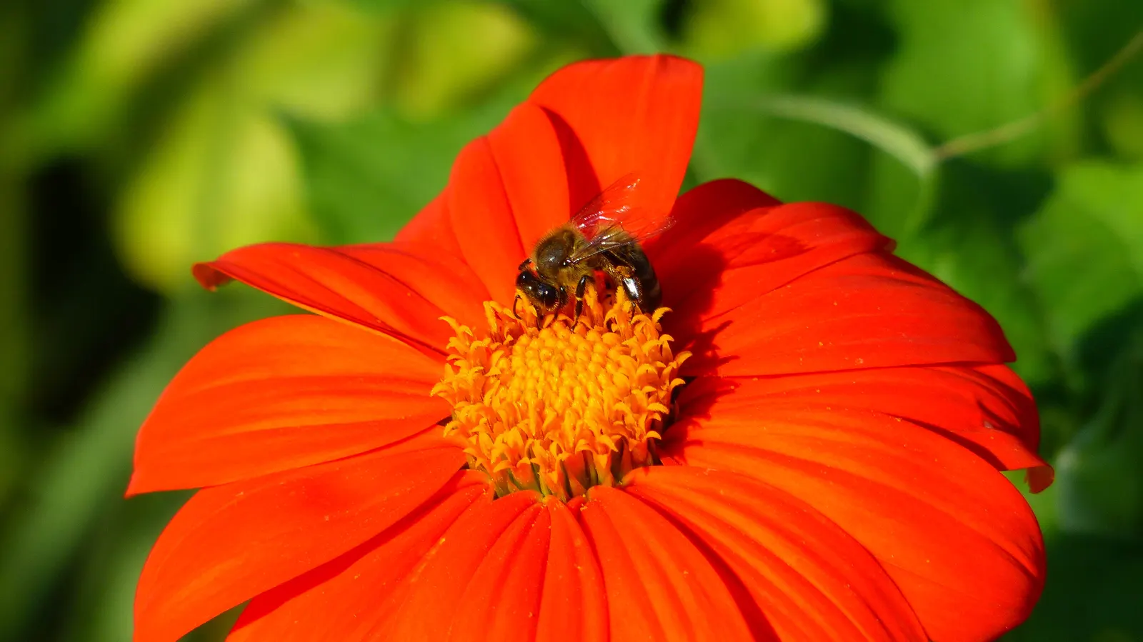 Mexican Sunflower (Tithonia Rotundifolia) — gardeners should be aware that although an annual; making it suitable for regions with hot