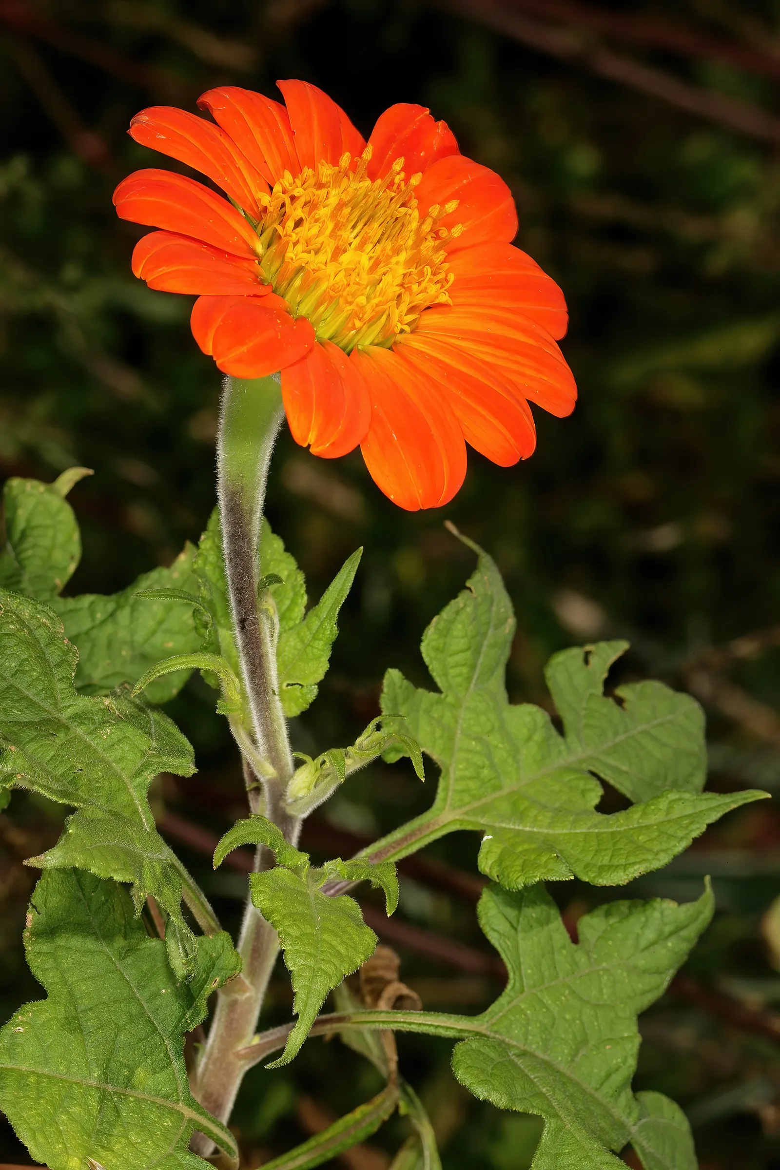Mexican Sunflower (Tithonia Rotundifolia) — dry summers - although regular watering will encourage more prolific blooming; ideal for adding, image 201
