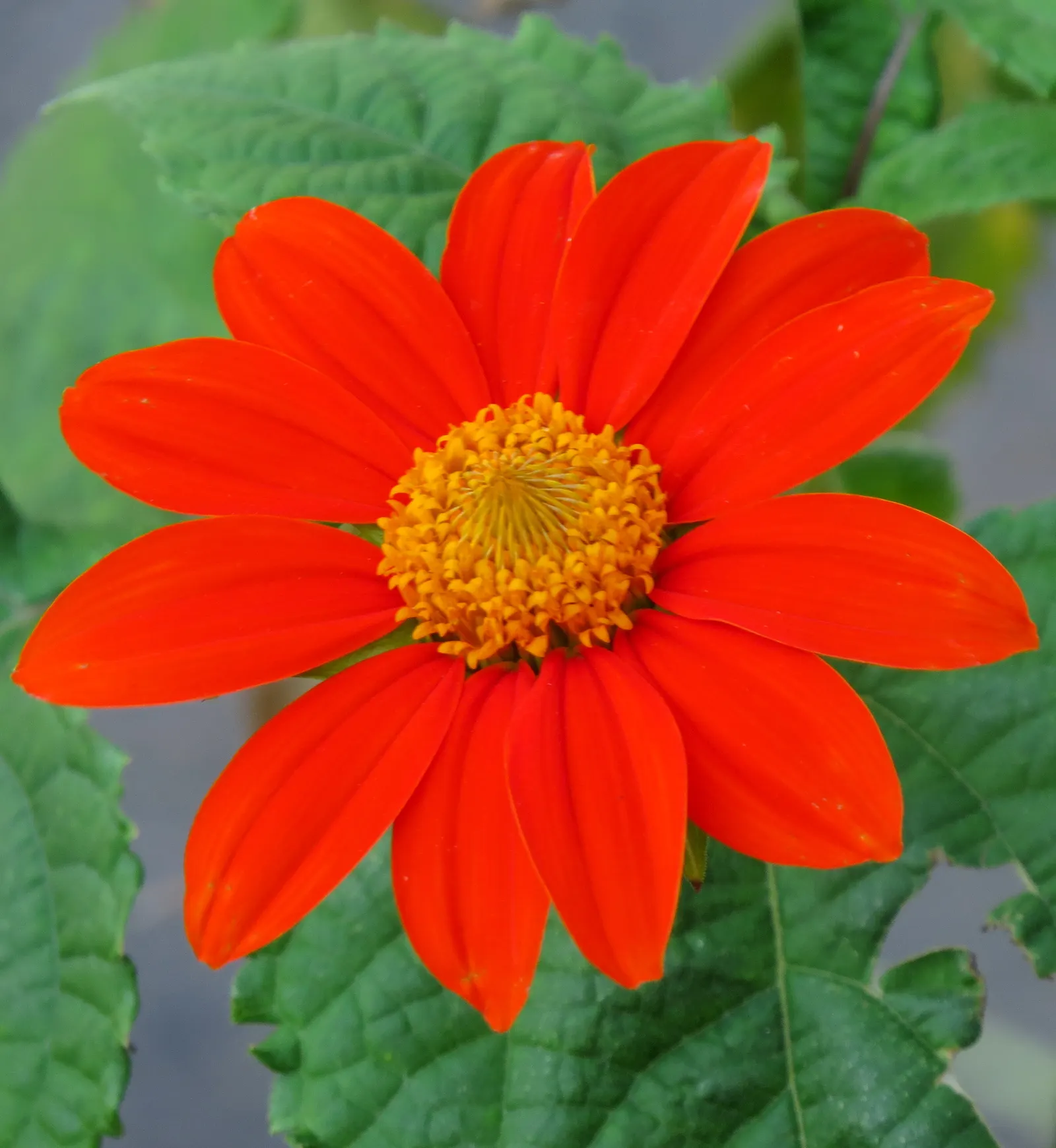 Mexican Sunflower (Tithonia Rotundifolia) — ideal for adding vertical interest and a splash of late-season color to any garden setting, image 39