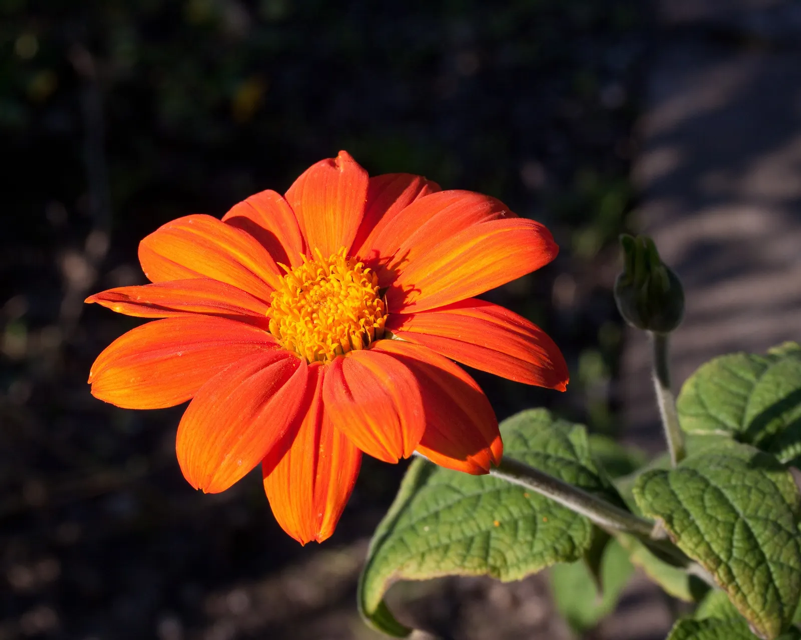 Mexican Sunflower (Tithonia Rotundifolia) — It's quite drought-tolerant once established; daisy-like flowers with fiery orange to red petals, image 115