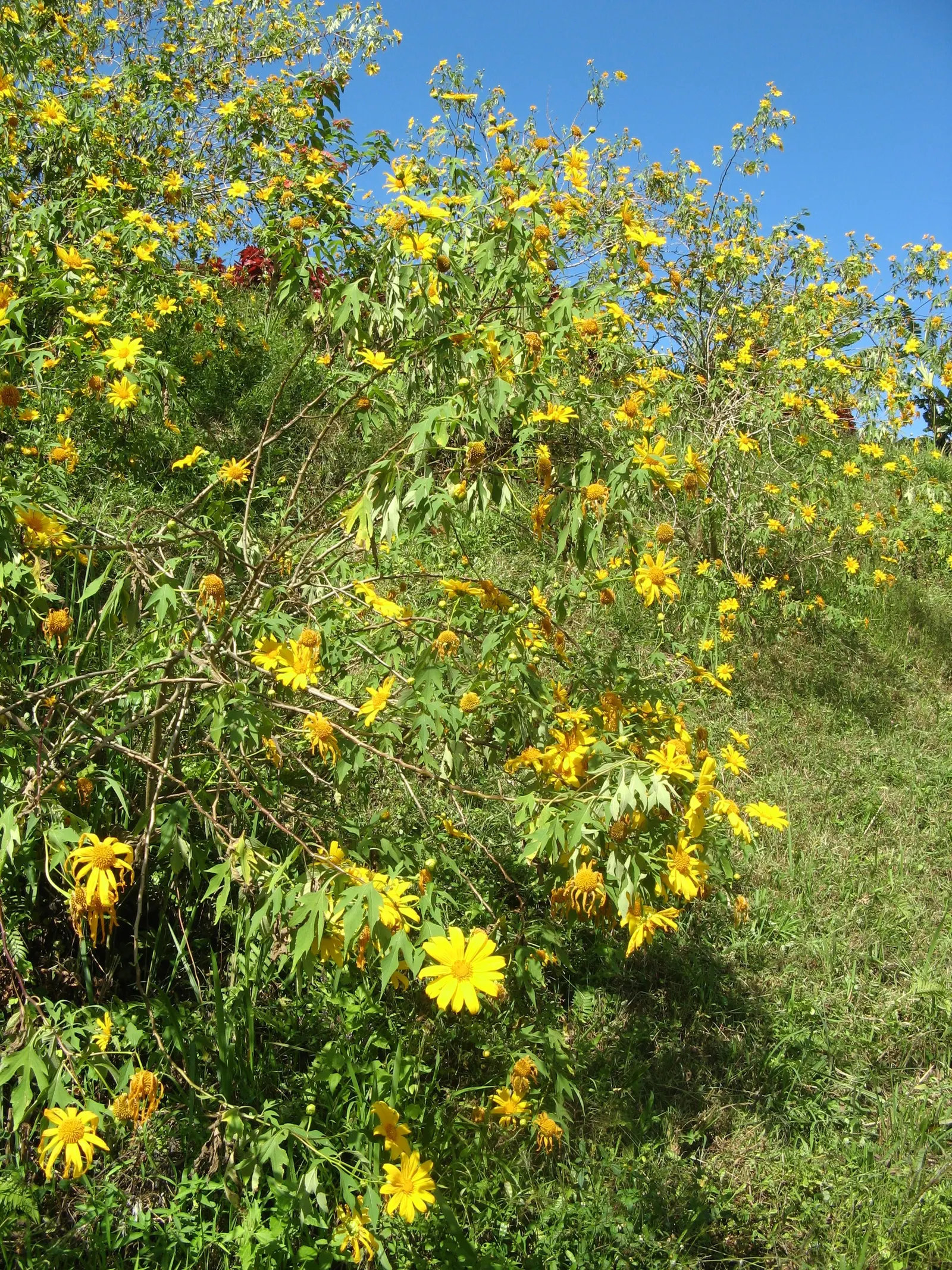 Mexican Sunflower (Tithonia Rotundifolia) — high-impact plant with a statuesque presence; making it suitable for regions with hot, image 143