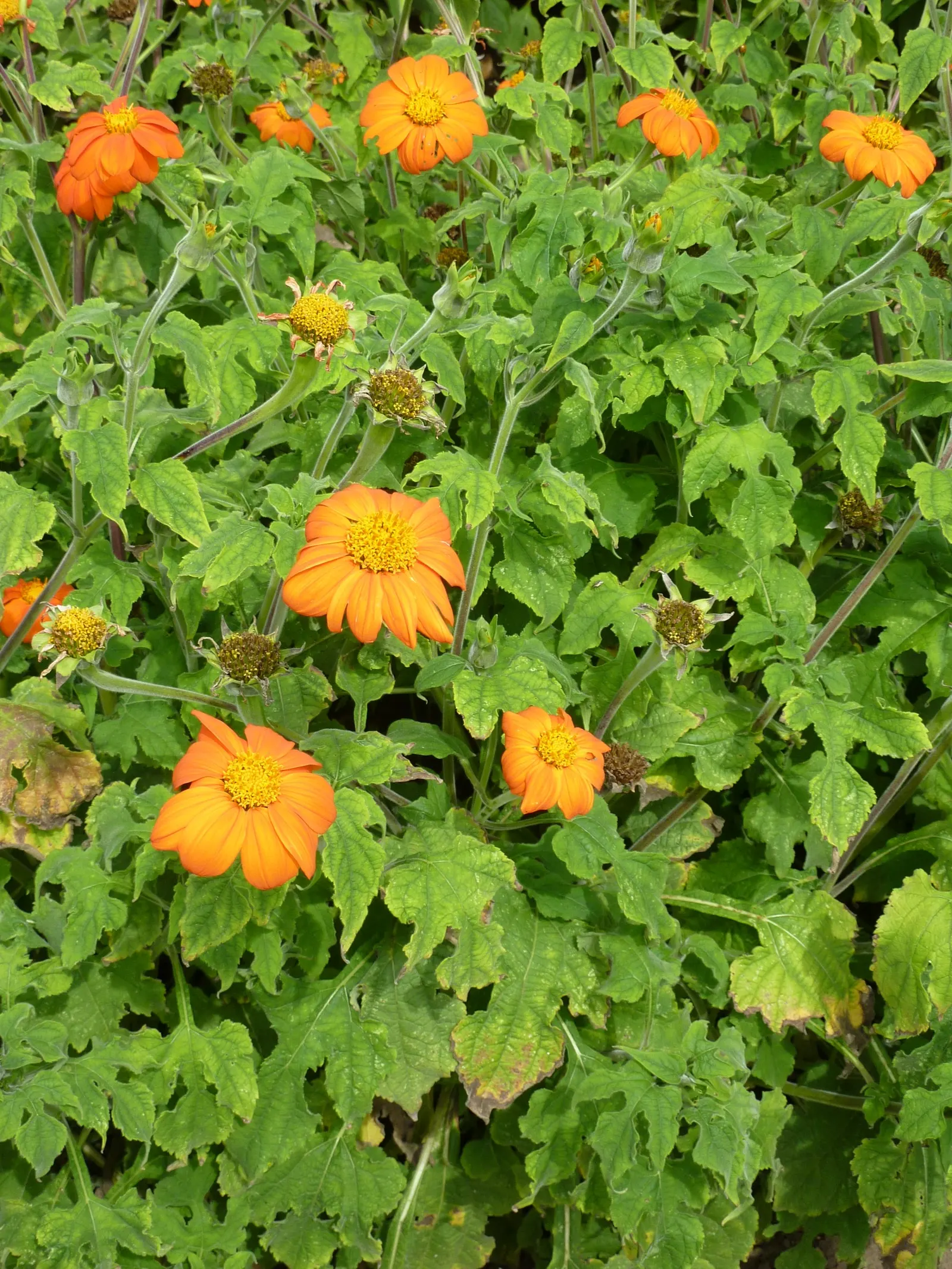 Mexican Sunflower (Tithonia Rotundifolia) — providing a lush backdrop for the blossoms.<br><br>For optimal growth; making it suitable for regions, image 134
