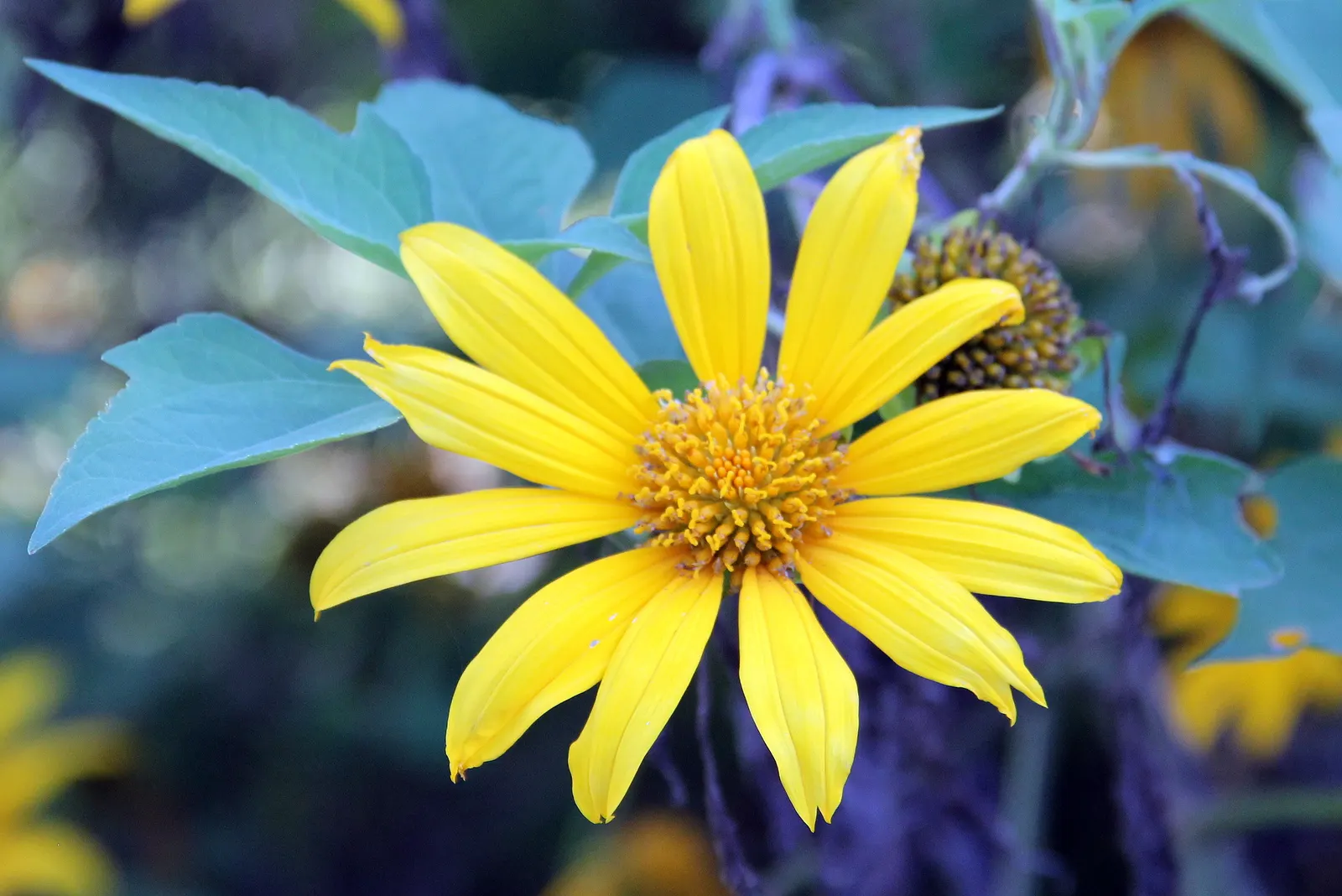 Mexican Sunflower (Tithonia Rotundifolia) — Preferring full sun, it thrives in well-drained soil and is drought-tolerant once established, image 106
