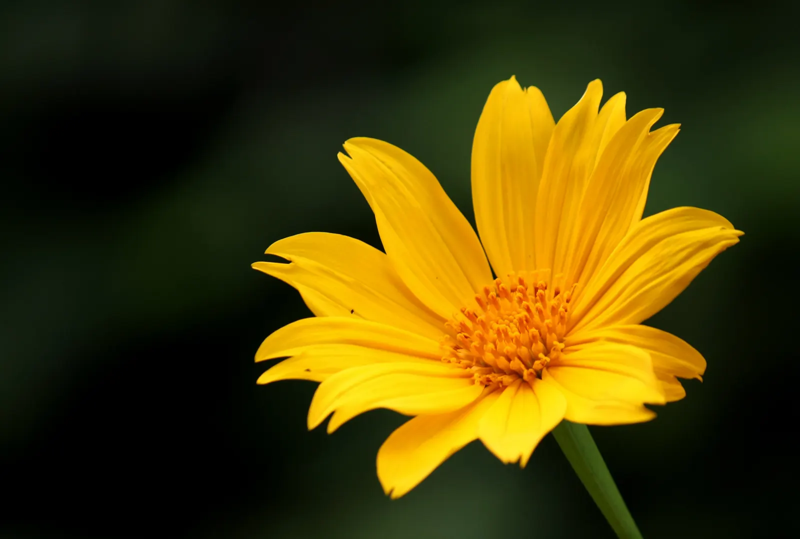 Mexican Sunflower (Tithonia Rotundifolia) — the Mexican Sunflower is a low-maintenance; daisy-like flowers with fiery orange to red petals, image 121