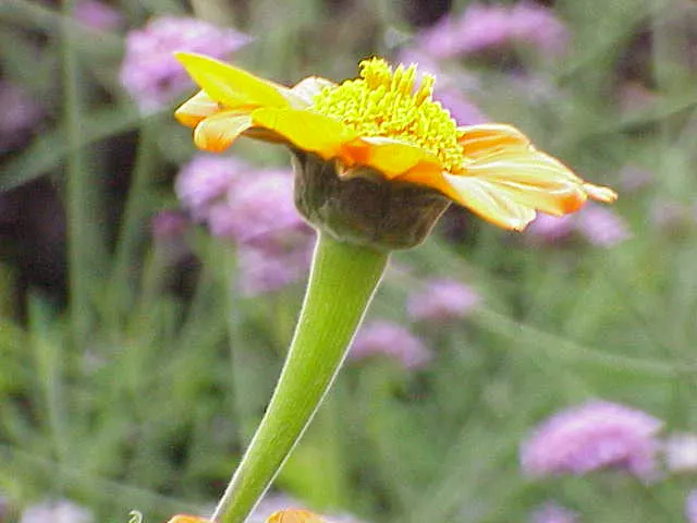 Mexican Sunflower (Tithonia Rotundifolia) — Tithonia rotundifolia requires full sun exposure and well-draining soil; ideal for adding vertical, image 156