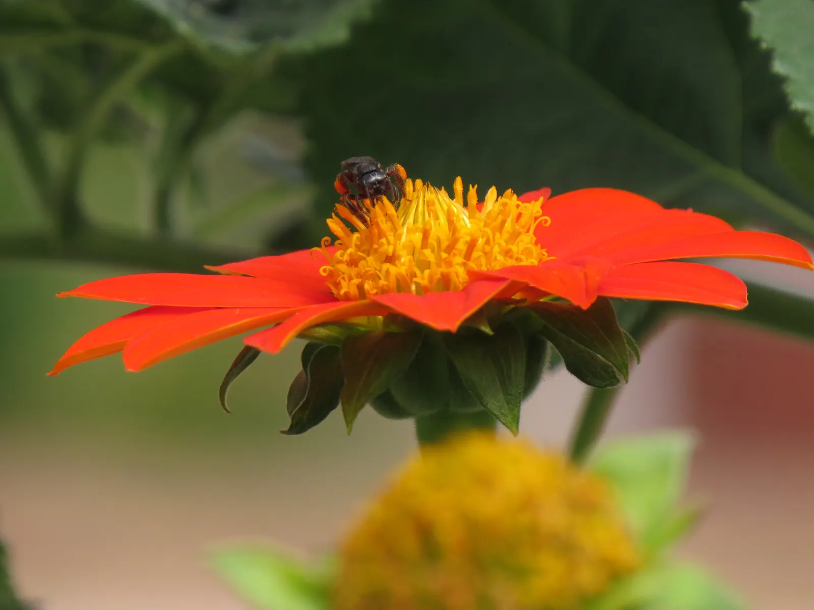 Mexican Sunflower (Tithonia Rotundifolia) — daisy-like flowers with fiery orange to red petals surrounding a central yellow disk, image 25
