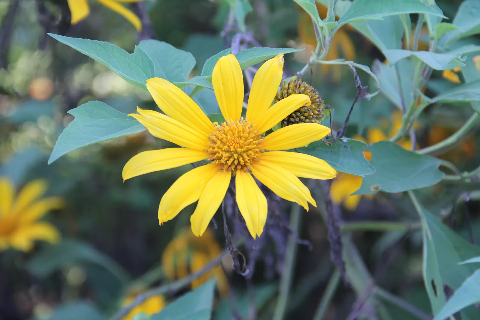 Mexican Sunflower (Tithonia Rotundifolia) — ideal for adding vertical interest and a splash of late-season color to any garden setting
