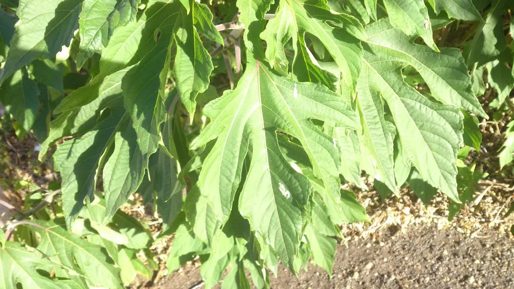 Mexican Sunflower (Tithonia Rotundifolia) — ensuring its bright presence year after year in the garden.<br><br>In sum; ideal for adding vertical, image 120