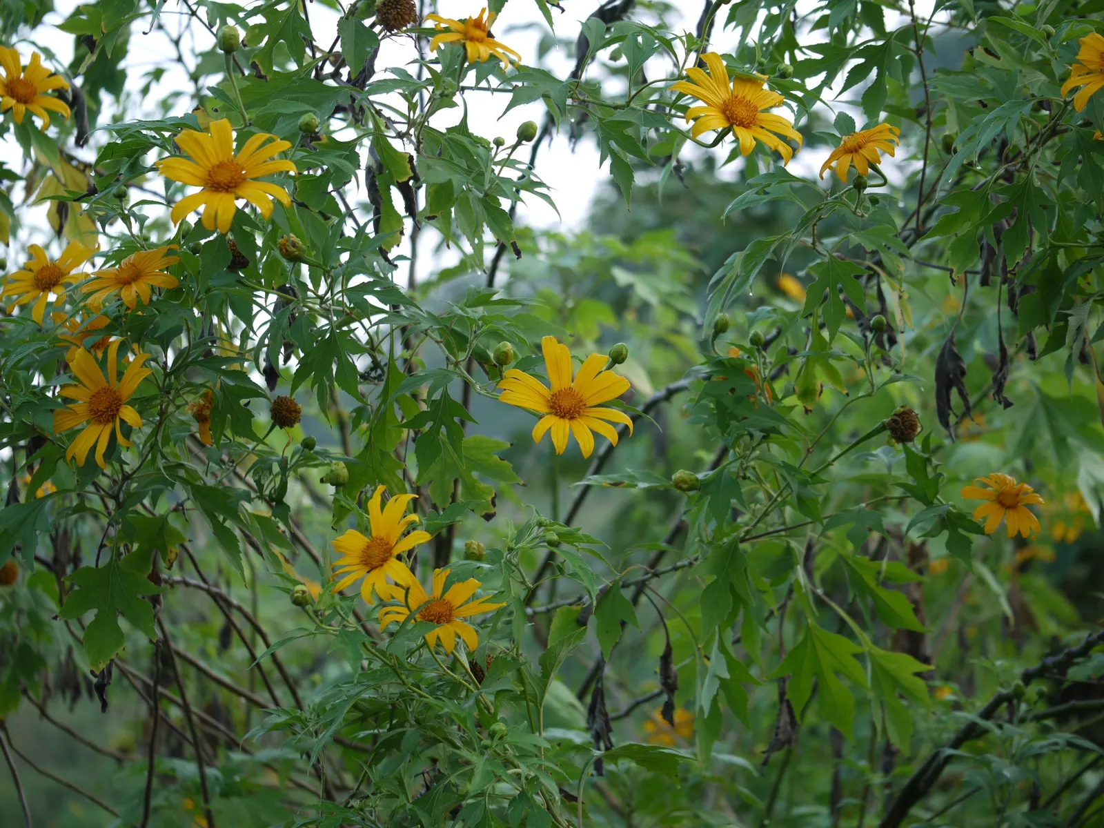 Mexican Sunflower (Tithonia Rotundifolia) — reaching a mature height of 4 to 6 feet with a spread of 2 to 3 feet; daisy-like flowers with fiery, image 175