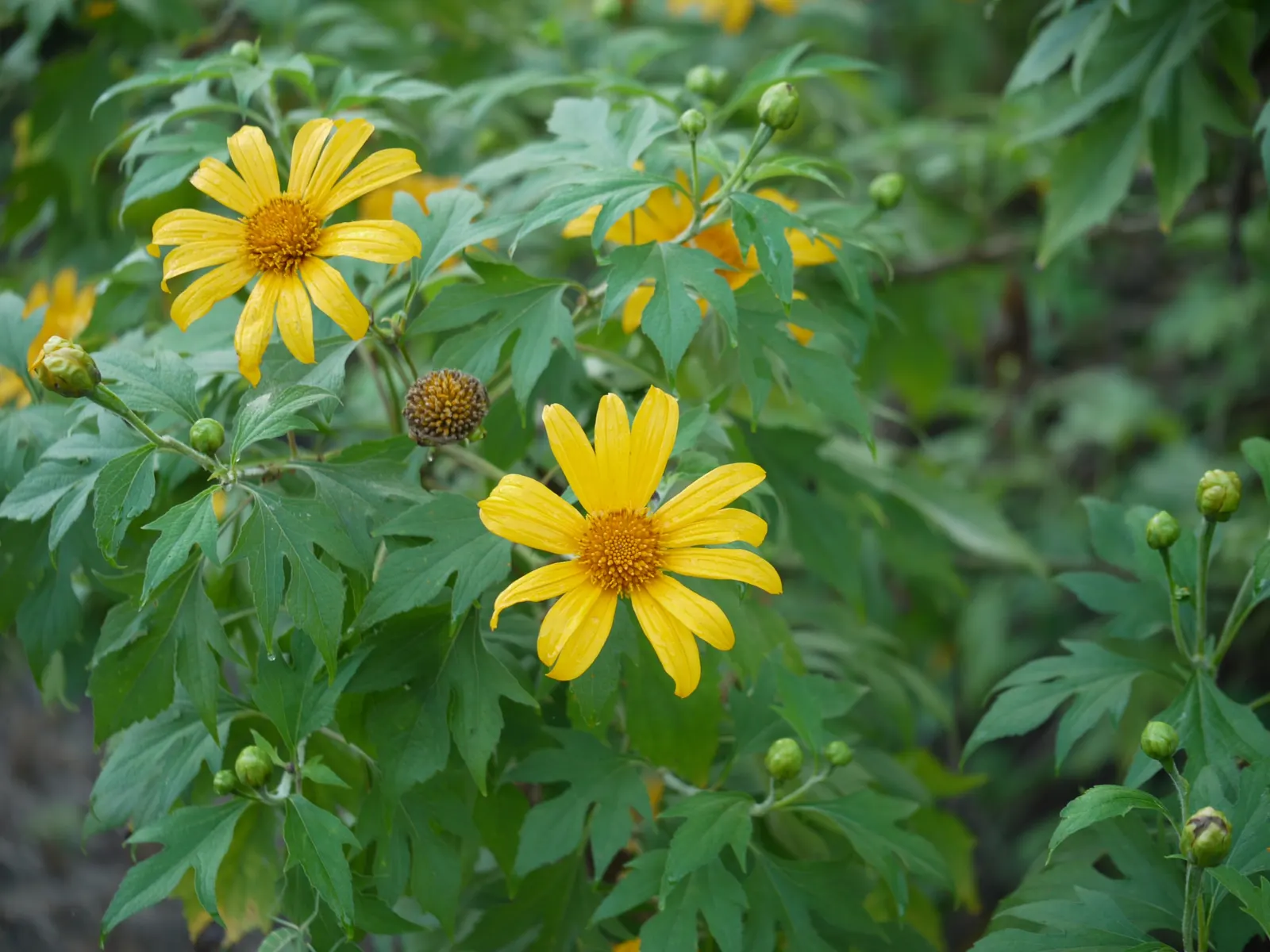 Mexican Sunflower (Tithonia Rotundifolia) — ensuring its bright presence year after year in the garden.<br><br>In sum; ideal for adding vertical interest and a