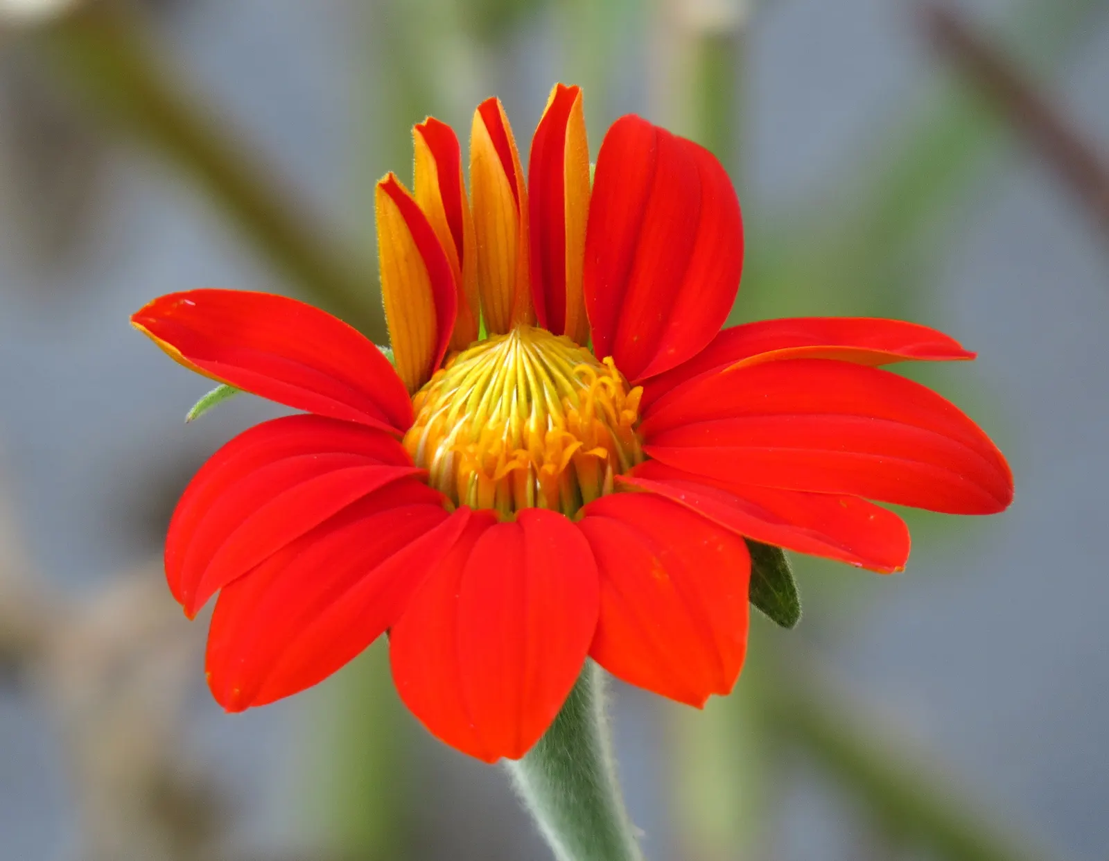 Mexican Sunflower (Tithonia Rotundifolia) — ideal for adding vertical interest and a splash of late-season color to any garden setting, image 102
