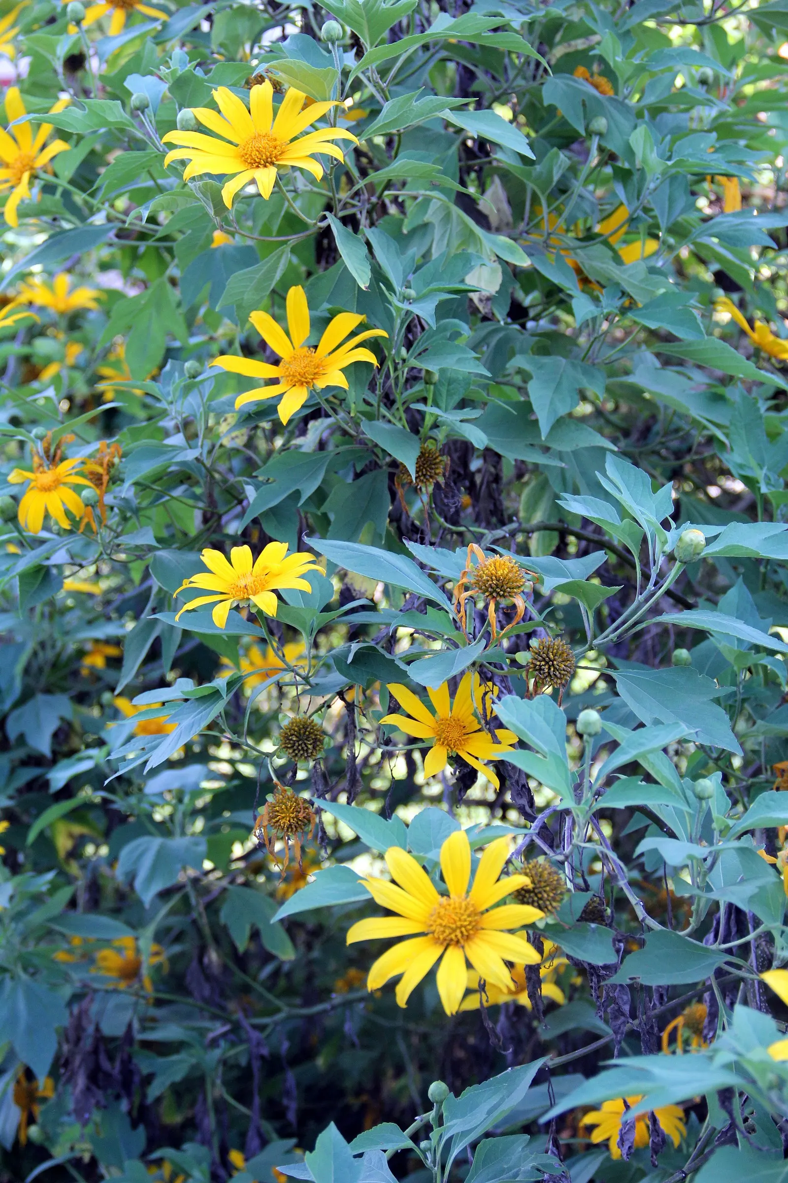 Mexican Sunflower (Tithonia Rotundifolia) — providing a lush backdrop for the blossoms.<br><br>For optimal growth; making it suitable for regions, image 155