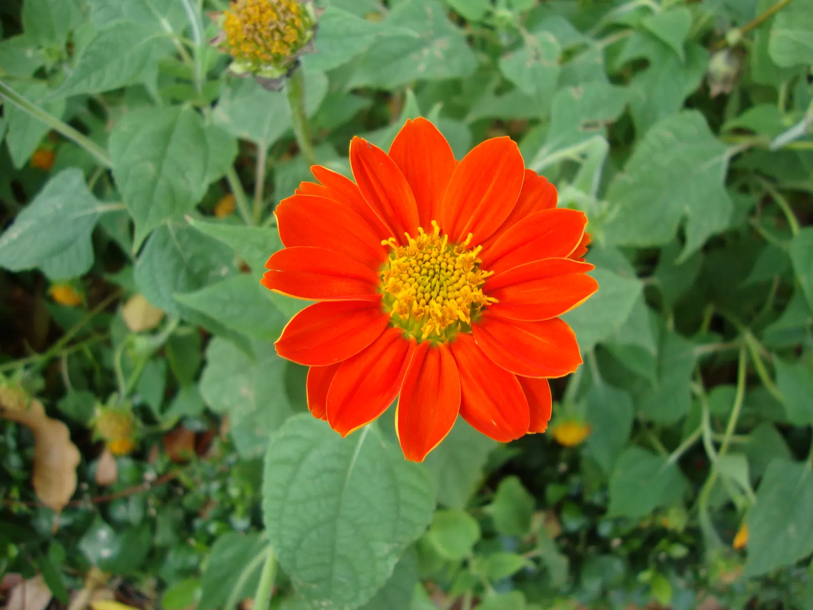 Mexican Sunflower (Tithonia Rotundifolia) — dry summers - although regular watering will encourage more prolific blooming; ideal for adding, image 159