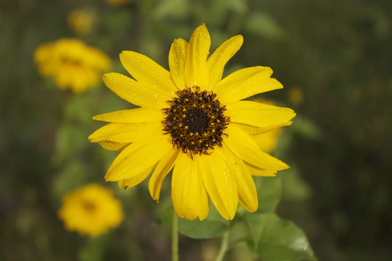 Mexican Sunflower (Tithonia Rotundifolia) — daisy-like flowers with fiery orange to red petals surrounding a central yellow disk, image 172