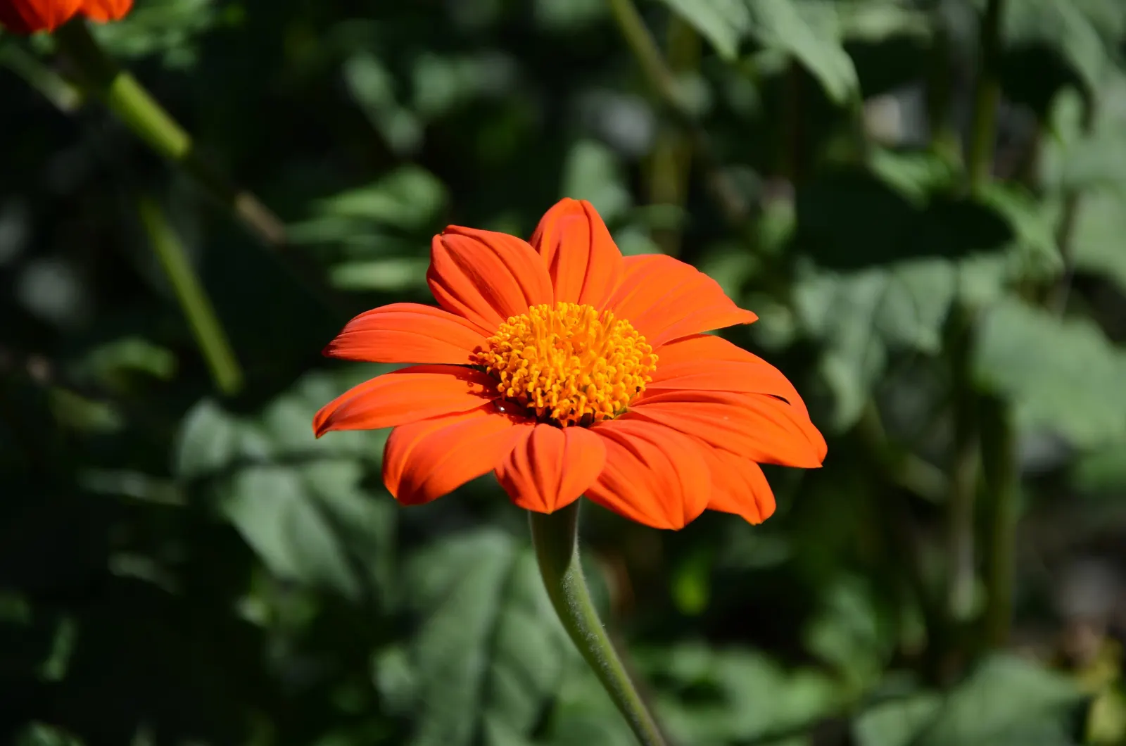 Mexican Sunflower (Tithonia Rotundifolia) — It's quite drought-tolerant once established; daisy-like flowers with fiery orange to red petals, image 52