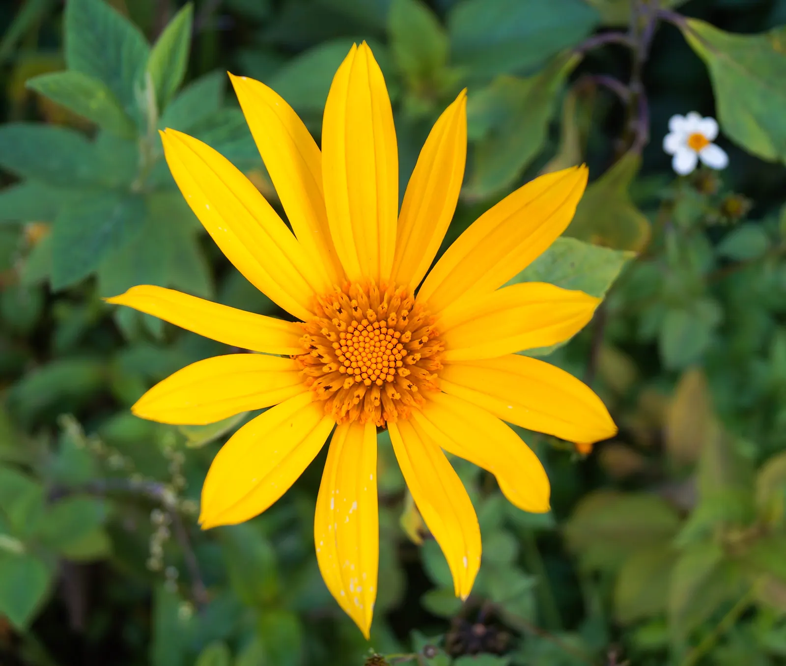 Mexican Sunflower (Tithonia Rotundifolia) — Tithonia rotundifolia requires full sun exposure and well-draining soil; ideal for adding vertical, image 219