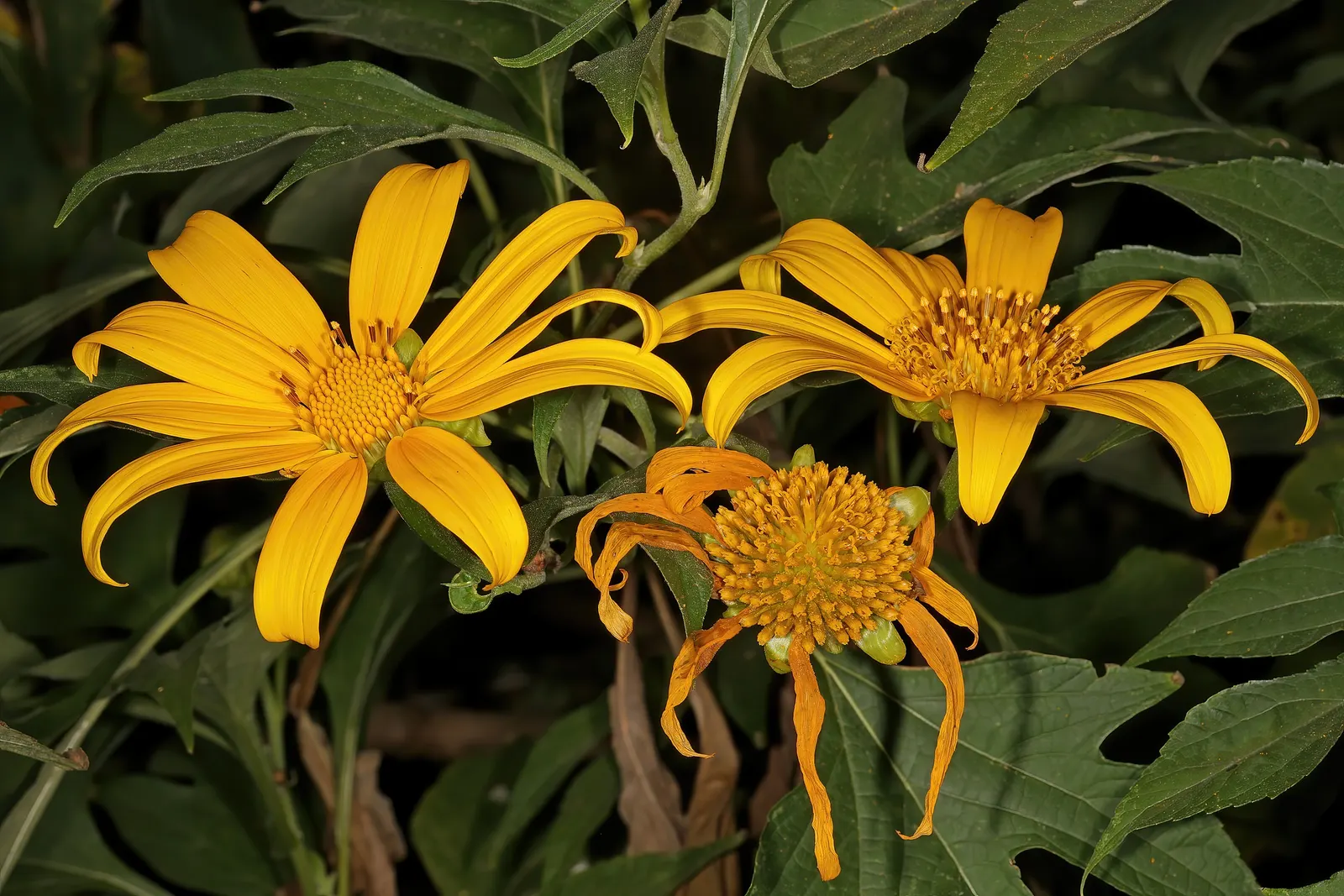 Mexican Sunflower (Tithonia Rotundifolia) — Native to Mexico and Central America; making it suitable for regions with hot, image 68