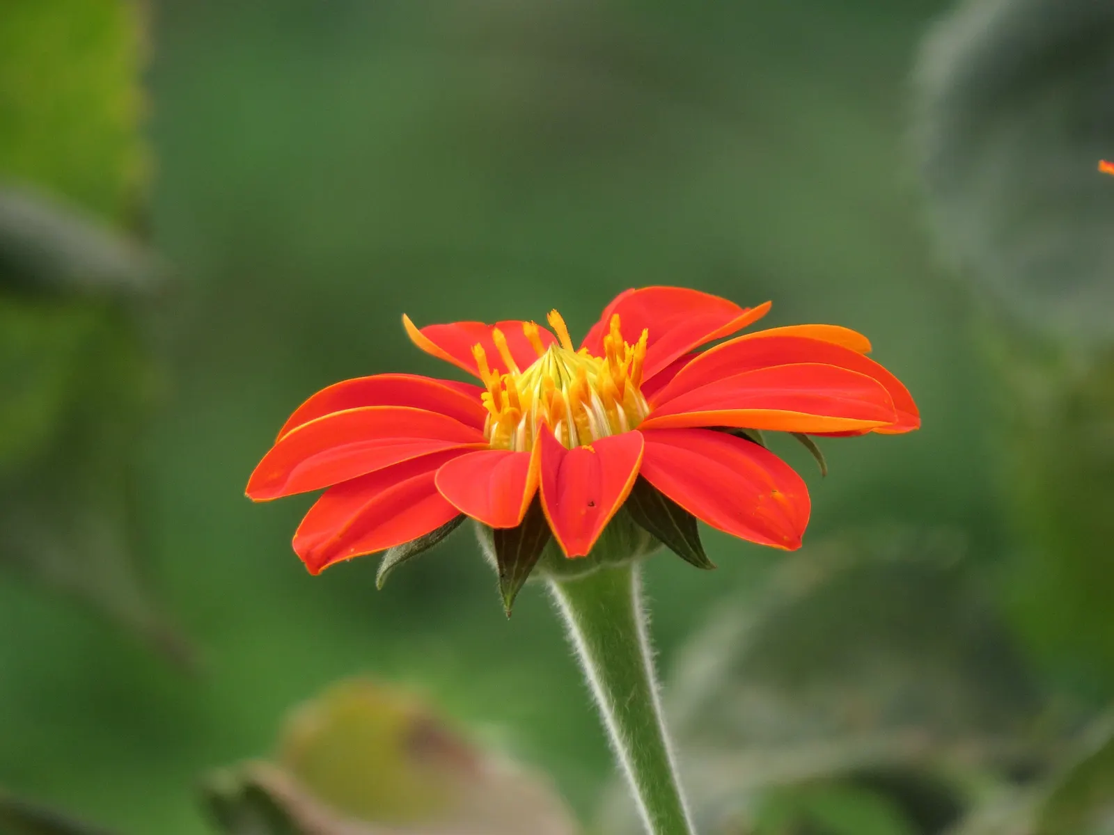 Mexican Sunflower (Tithonia Rotundifolia) — the Mexican Sunflower is a low-maintenance; daisy-like flowers with fiery orange to red petals, image 205