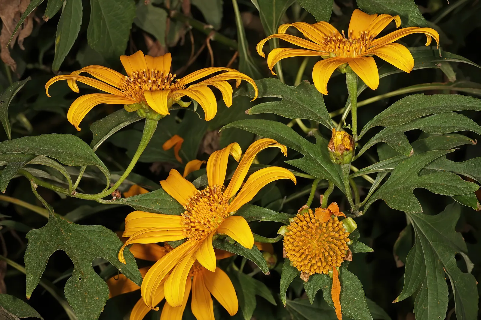 Mexican Sunflower (Tithonia Rotundifolia) — Preferring full sun, it thrives in well-drained soil and is drought-tolerant once established, image 211