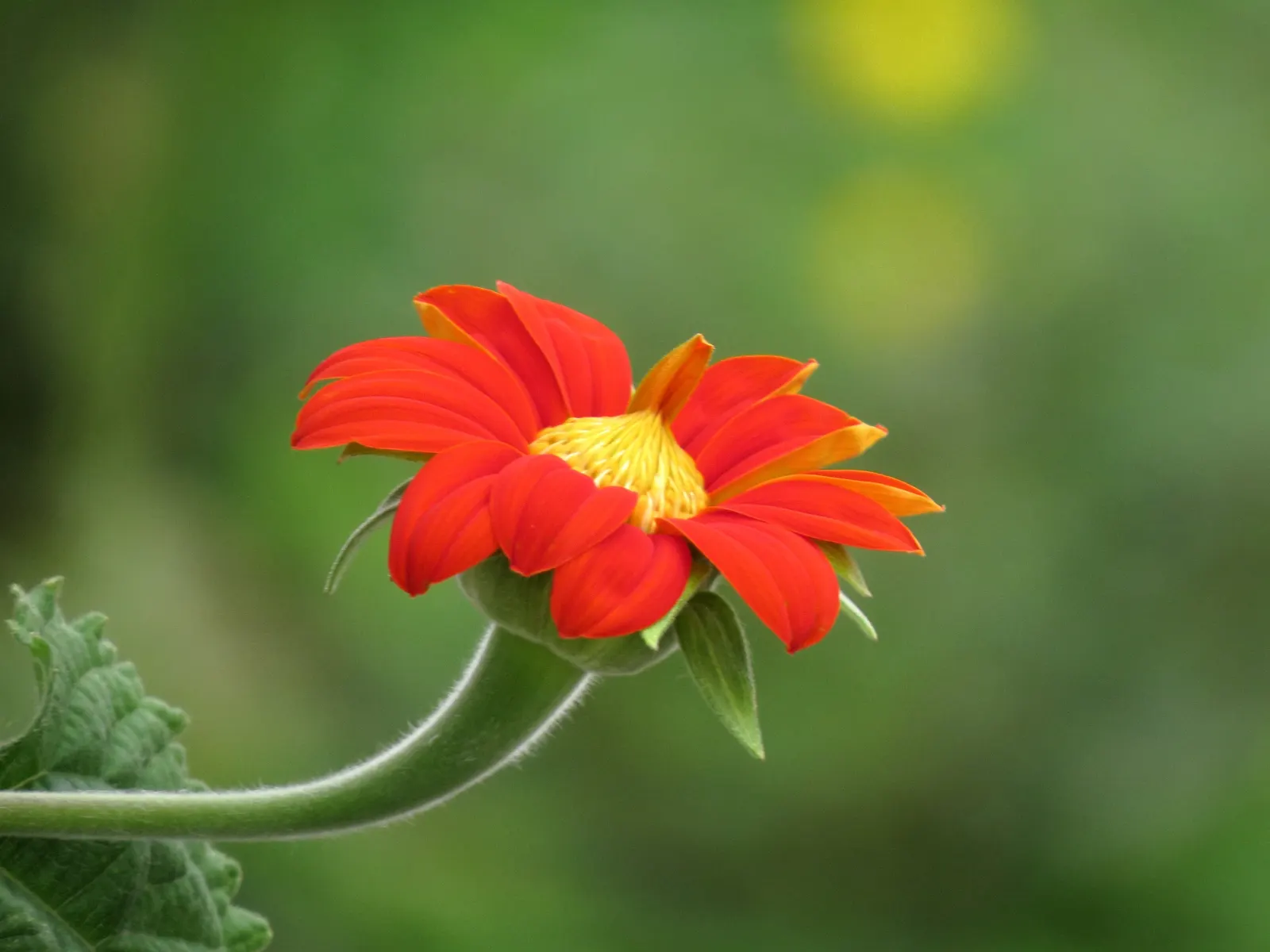 Mexican Sunflower (Tithonia Rotundifolia) — providing a lush backdrop for the blossoms.<br><br>For optimal growth; making it suitable for regions, image 71