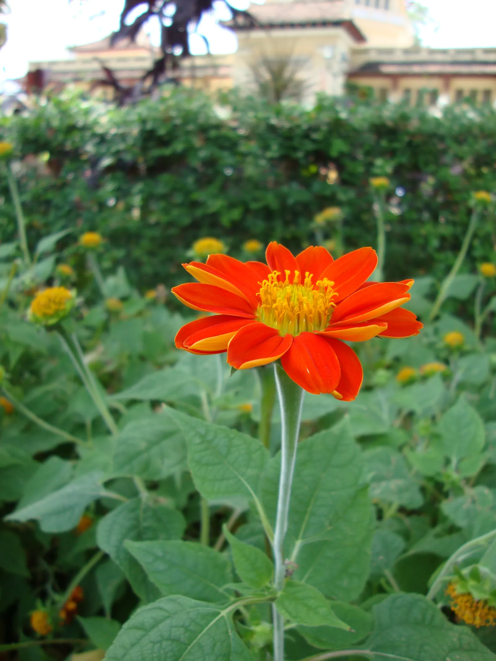 Mexican Sunflower (Tithonia Rotundifolia) — orange flowers in the garden; daisy-like flowers with fiery orange to red petals surrounding a central, image 145