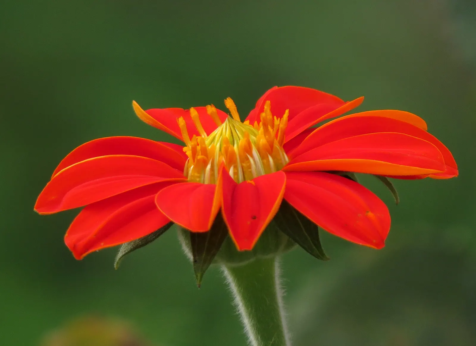 Mexican Sunflower (Tithonia Rotundifolia) — Tithonia rotundifolia requires full sun exposure and well-draining soil; ideal for adding vertical, image 72