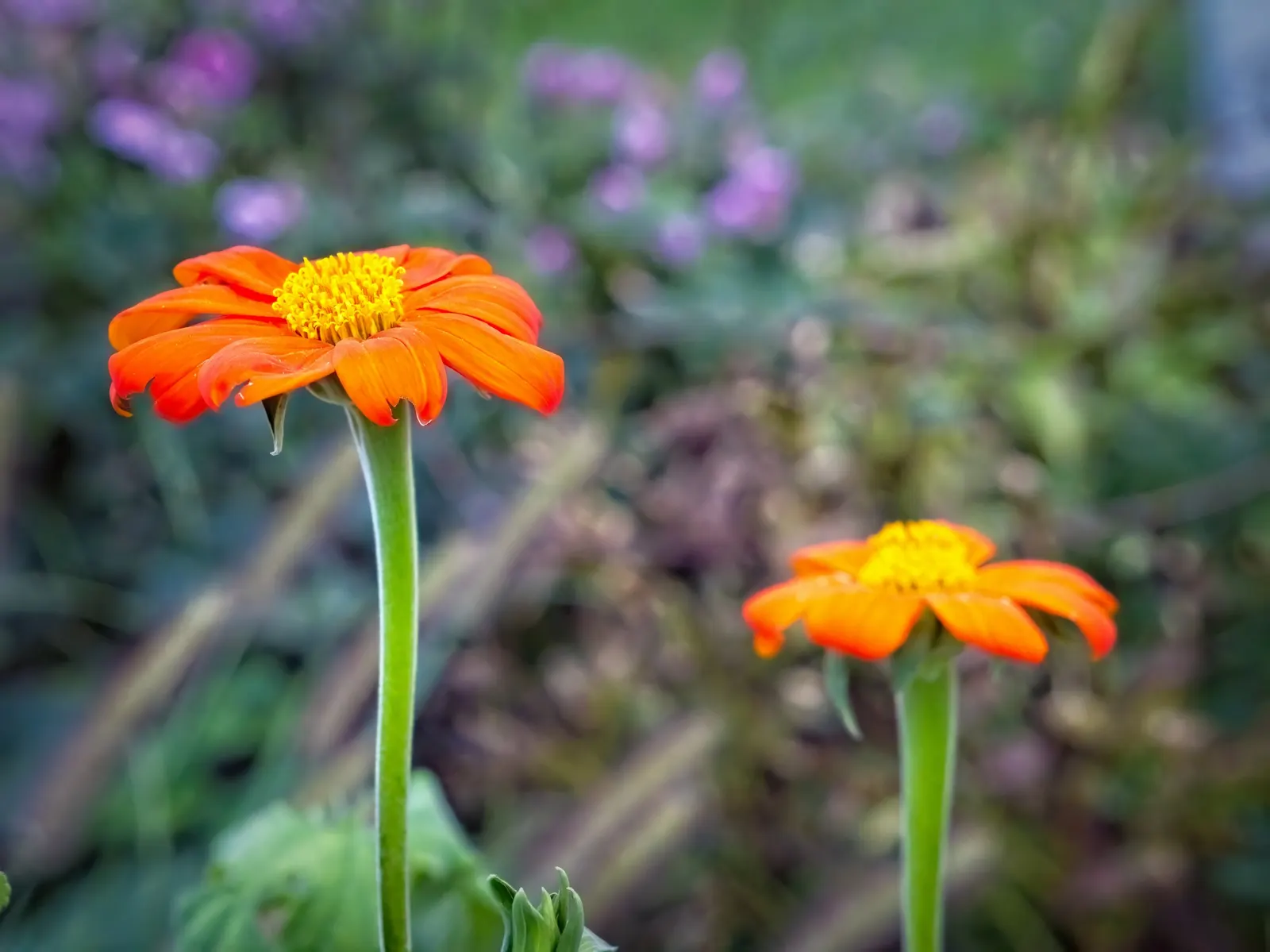 Mexican Sunflower (Tithonia Rotundifolia) — daisy-like flowers with fiery orange to red petals surrounding a central yellow disk, image 130