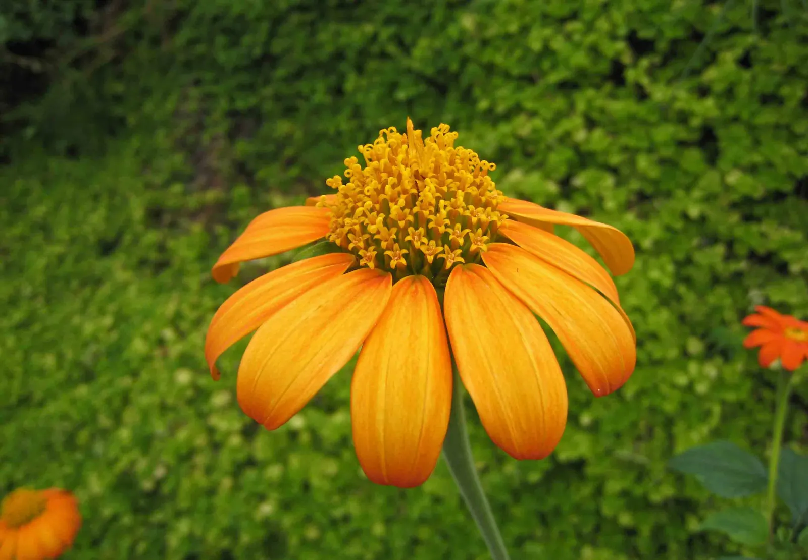 Mexican Sunflower (Tithonia Rotundifolia) — Ideal for adding height and color to borders or as a background plant; ideal for adding vertical interest and a