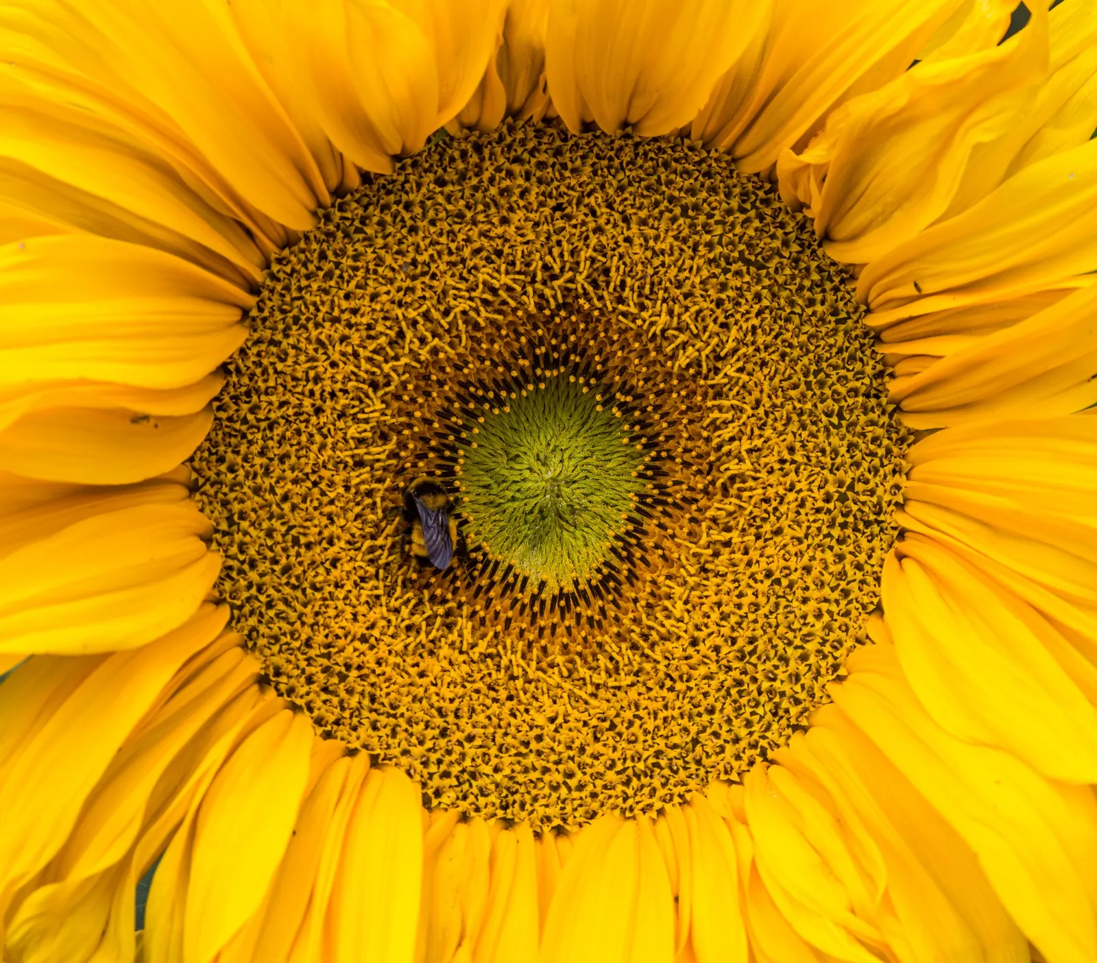 Mexican Sunflower (Tithonia Rotundifolia) — this plant adds a burst of warm color to any landscape design from mid-summer through fall; ideal for, image 48