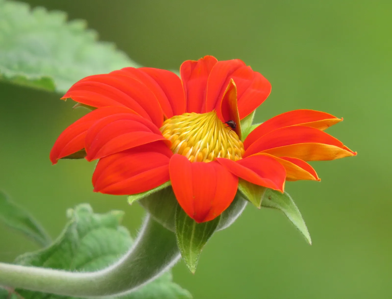 Mexican Sunflower (Tithonia Rotundifolia) — making it suitable for regions with hot, image 53