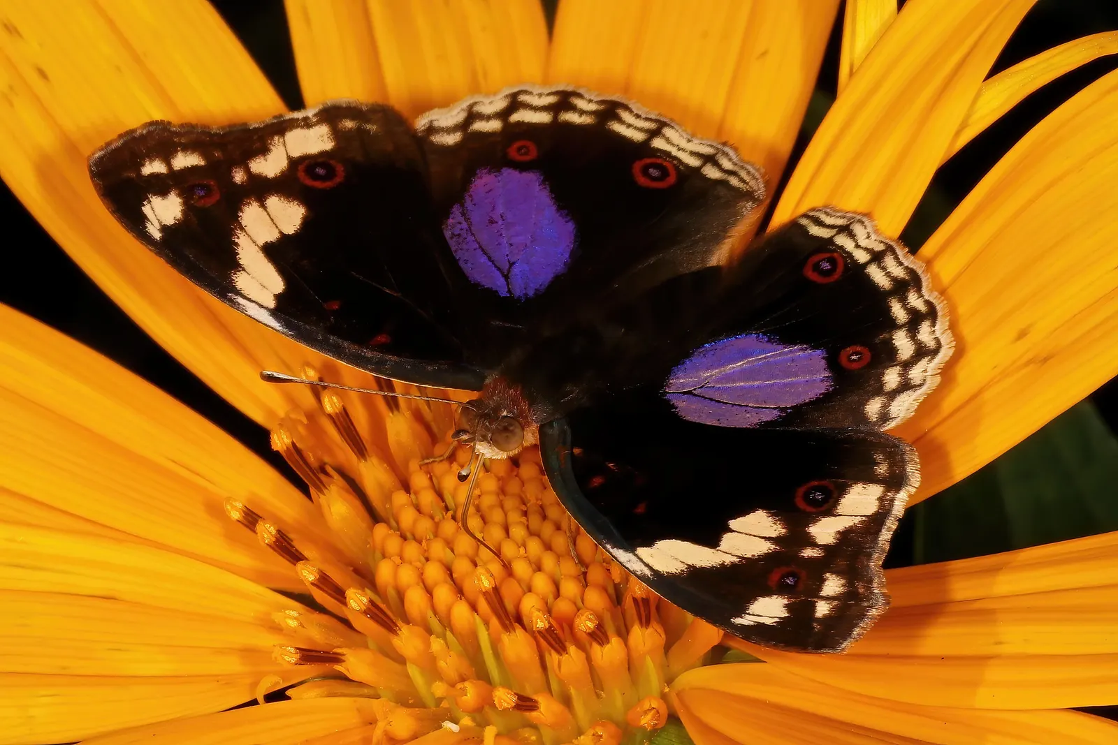 Mexican Sunflower (Tithonia Rotundifolia) — the Mexican Sunflower is a low-maintenance; daisy-like flowers with fiery orange to red petals surrounding a