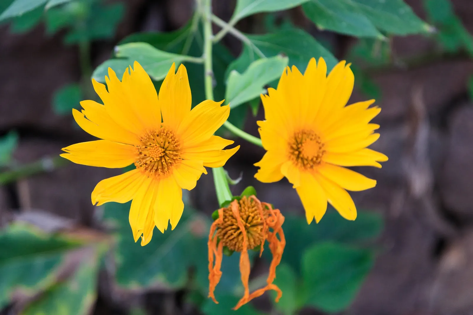 Mexican Sunflower (Tithonia Rotundifolia) — It's quite drought-tolerant once established; daisy-like flowers with fiery orange to red petals, image 199