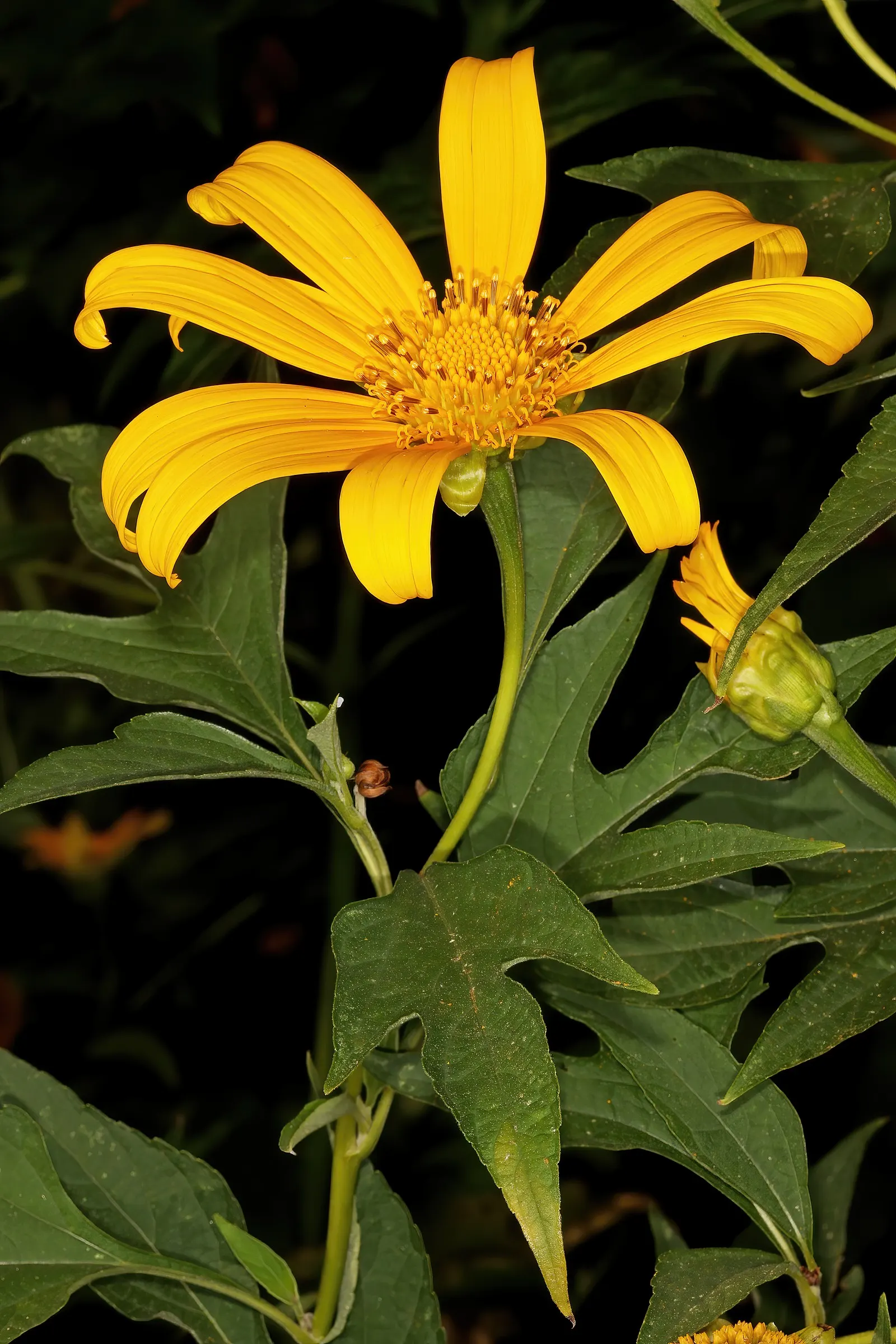 Mexican Sunflower (Tithonia Rotundifolia) — Preferring full sun, it thrives in well-drained soil and is drought-tolerant once established, image 190