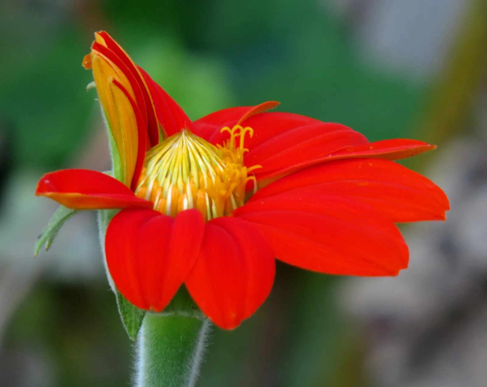 Mexican Sunflower (Tithonia Rotundifolia) — Tithonia rotundifolia requires full sun exposure and well-draining soil; ideal for adding vertical interest and a