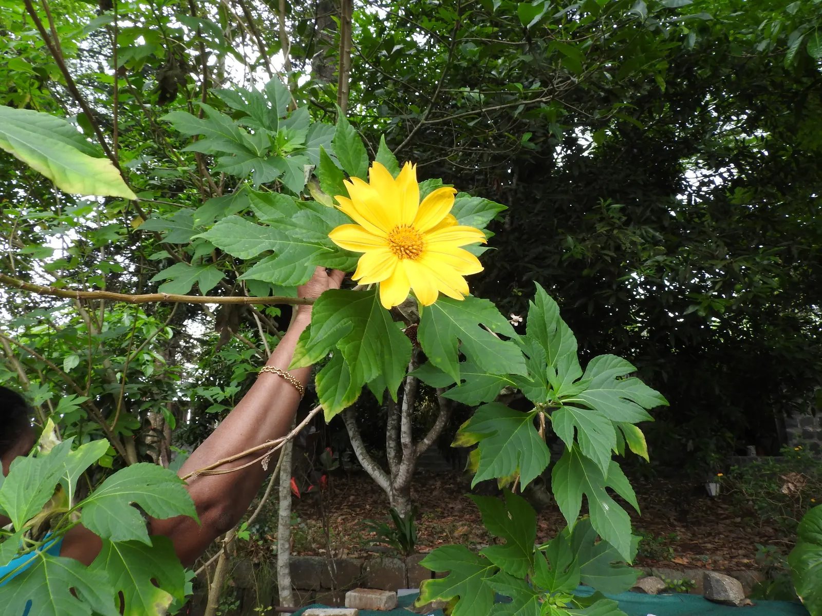 Mexican Sunflower (Tithonia Rotundifolia) — providing a lush backdrop for the blossoms.<br><br>For optimal growth; making it suitable for regions, image 176