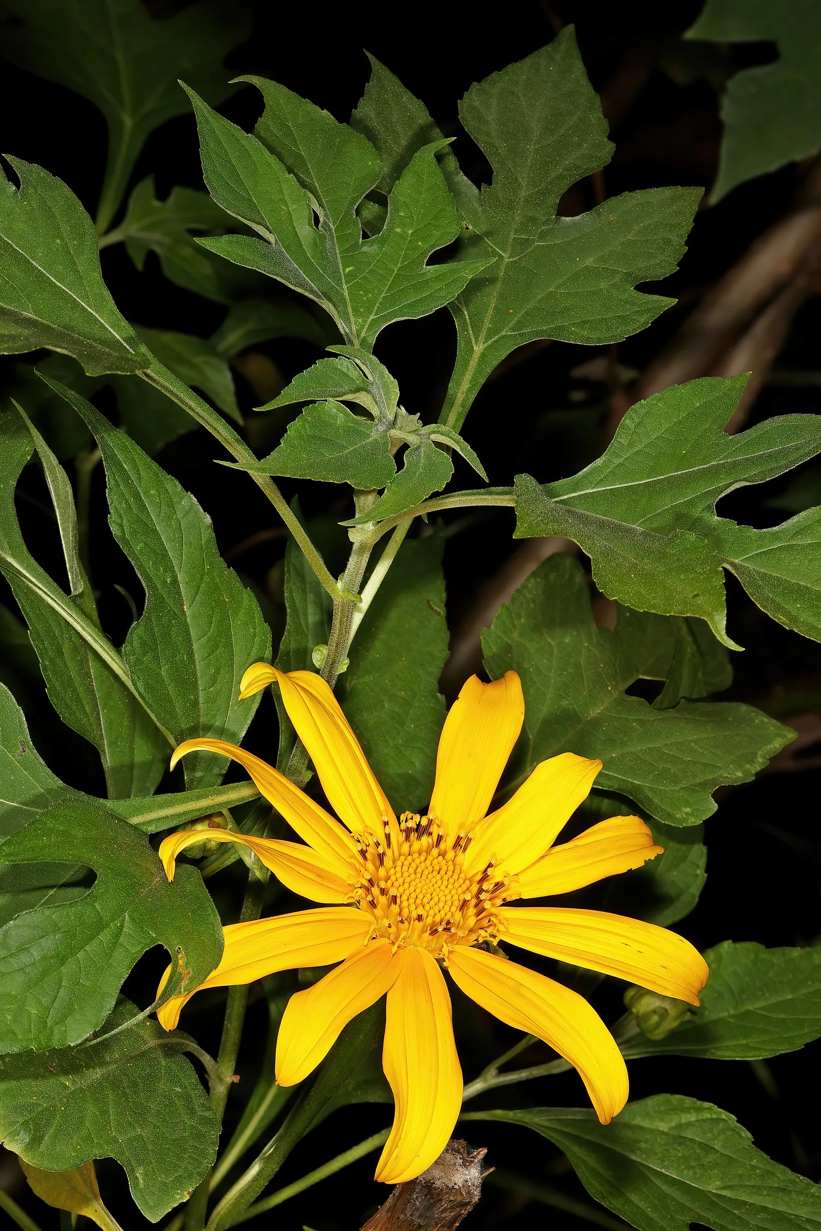 Mexican Sunflower (Tithonia Rotundifolia) — annual for full; ideal for adding vertical interest and a splash of late-season color to any garden, image 168