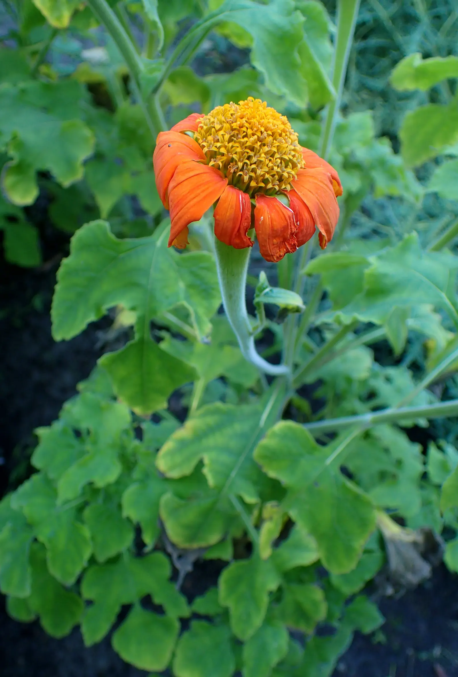 Mexican Sunflower (Tithonia Rotundifolia) — Native to Mexico and Central America; making it suitable for regions with hot, image 89