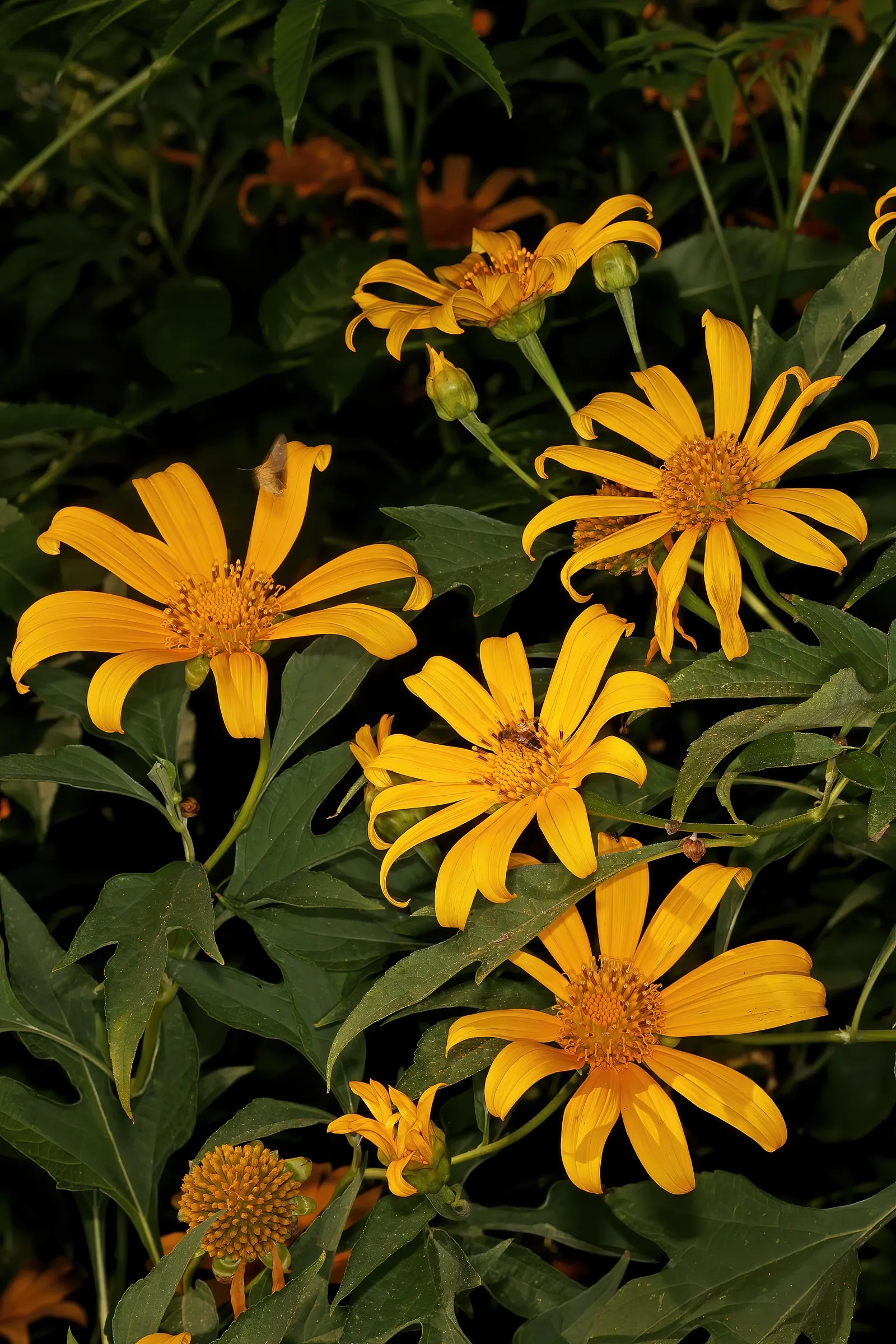 Mexican Sunflower (Tithonia Rotundifolia) — reaching a mature height of 4 to 6 feet with a spread of 2 to 3 feet; daisy-like flowers with fiery, image 217