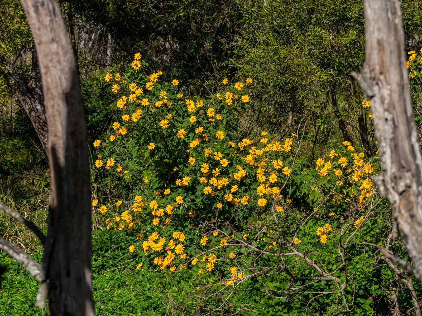 Mexican Sunflower (Tithonia Rotundifolia) — Native to Mexico and Central America; making it suitable for regions with hot, image 215