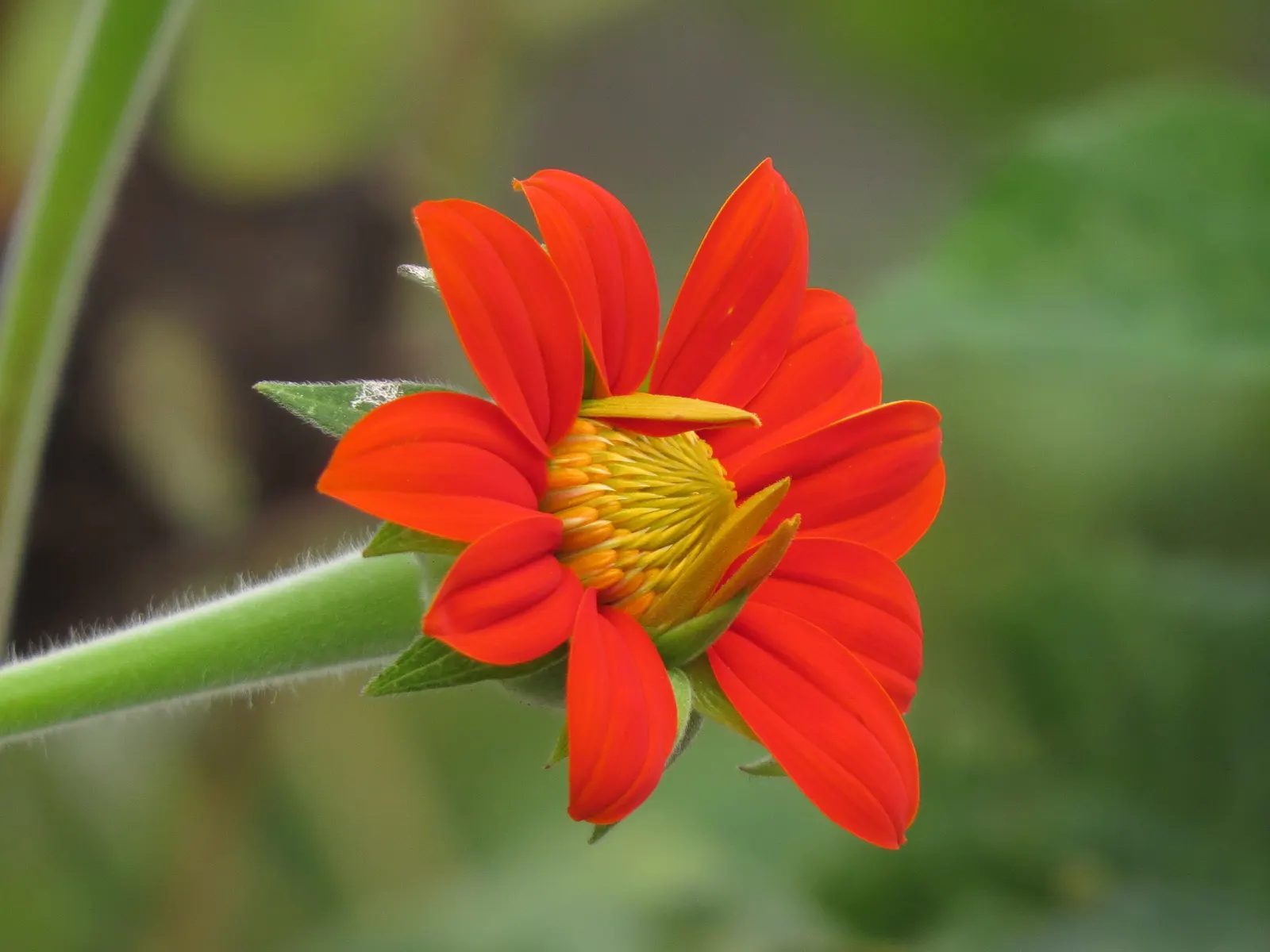 Mexican Sunflower (Tithonia Rotundifolia) — orange flowers in the garden; daisy-like flowers with fiery orange to red petals surrounding a central yellow disk