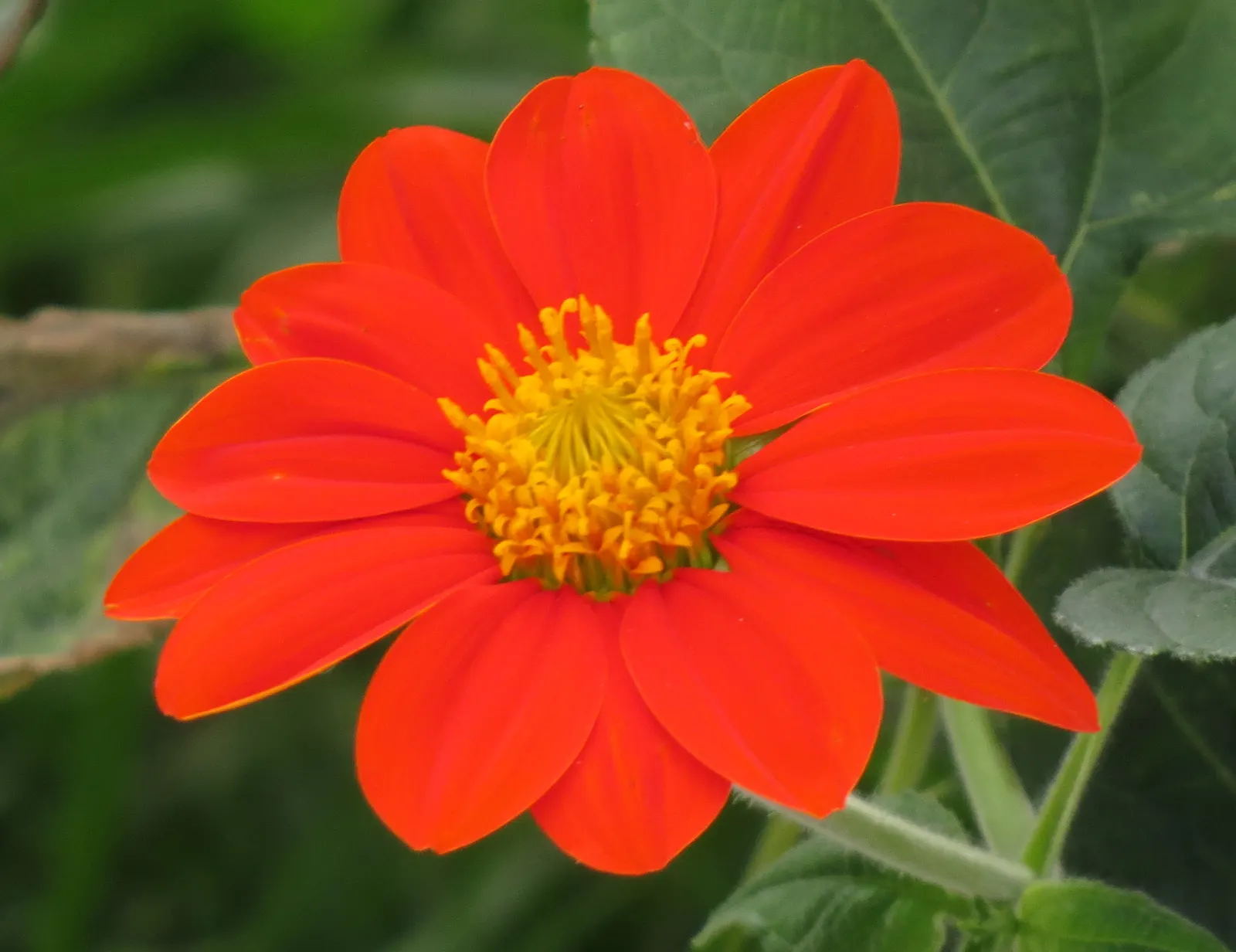 Mexican Sunflower (Tithonia Rotundifolia) — Its nectar-rich flowers, blooming from late summer to frost, are magnets for butterflies and bees