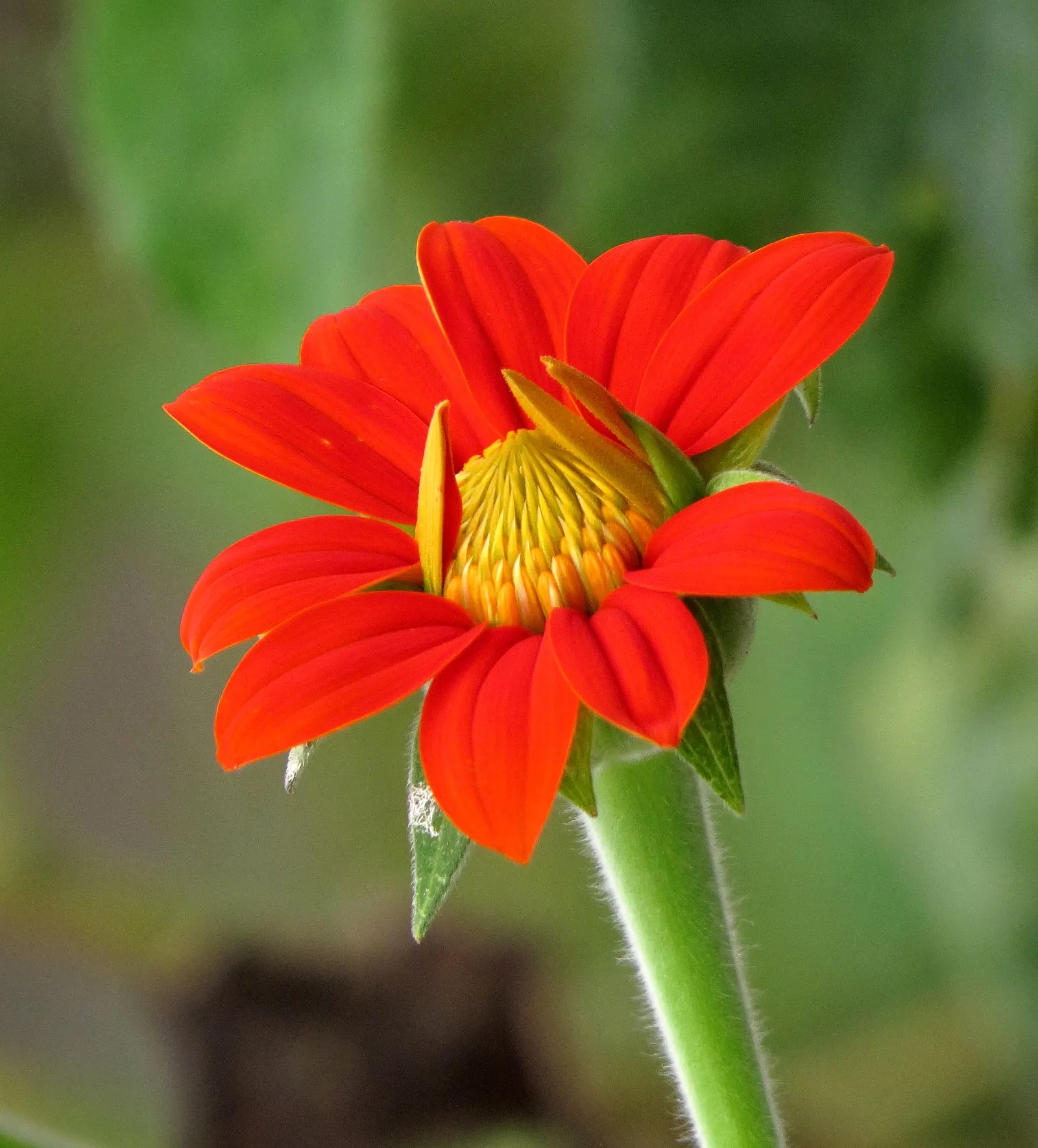 Mexican Sunflower (Tithonia Rotundifolia) — It's quite drought-tolerant once established; daisy-like flowers with fiery orange to red petals, image 157
