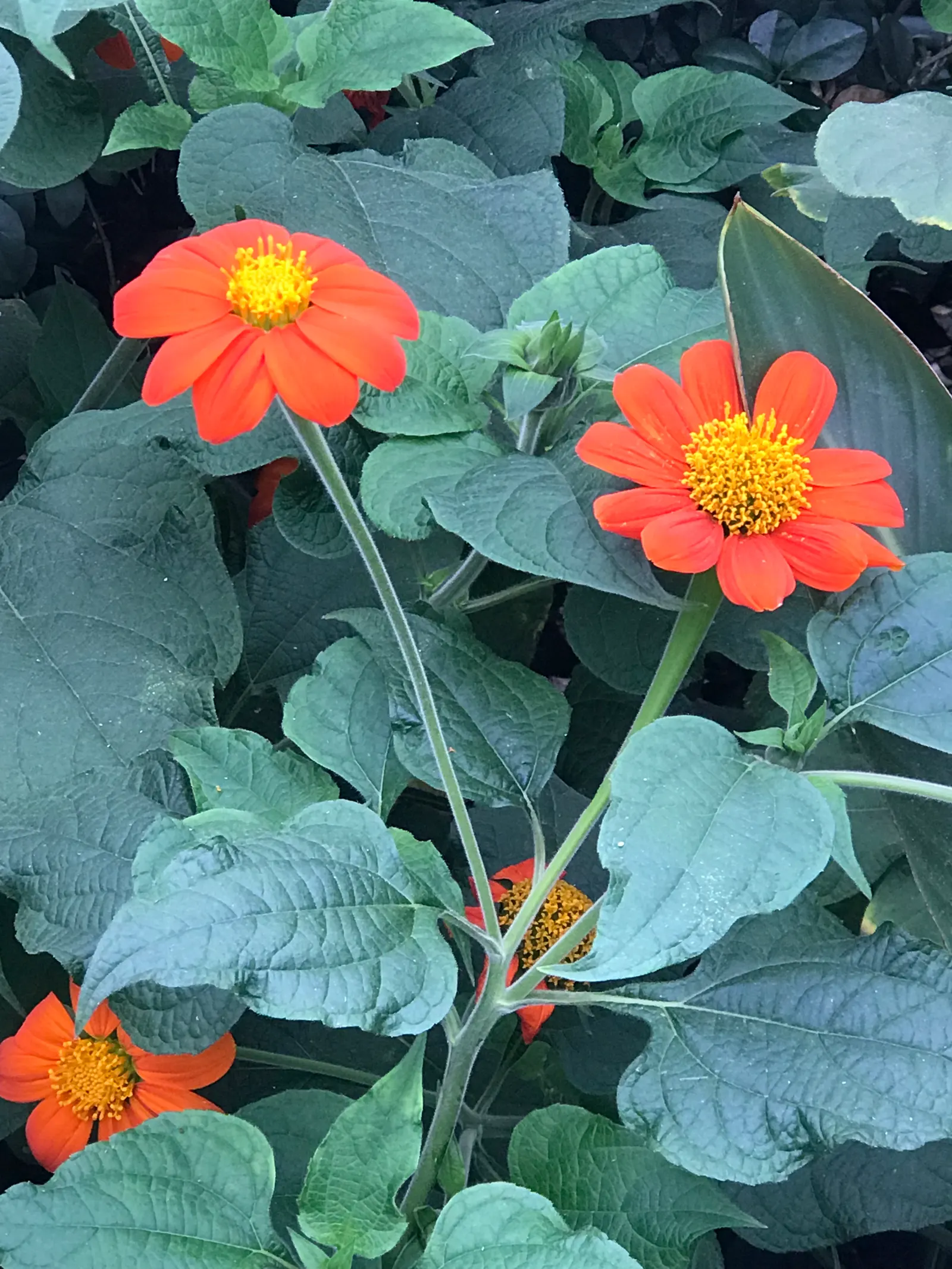 Mexican Sunflower (Tithonia Rotundifolia) — Native to Mexico and Central America; making it suitable for regions with hot