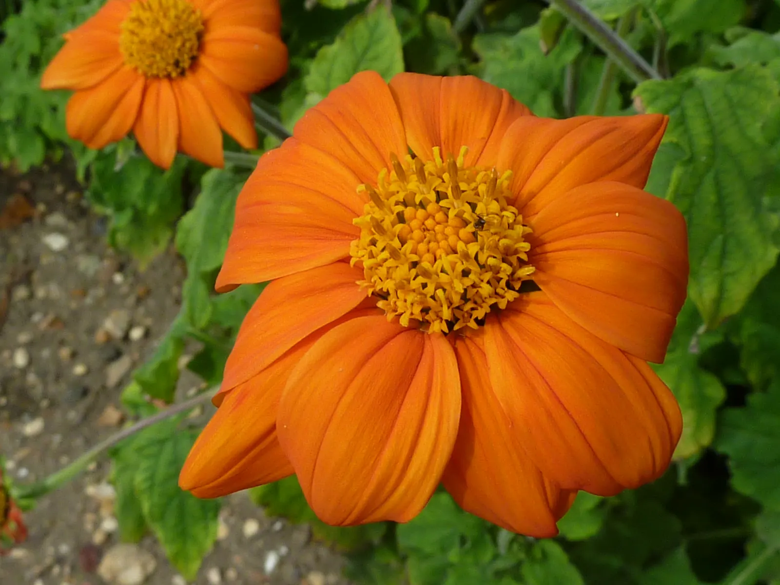 Mexican Sunflower (Tithonia Rotundifolia) — dry summers - although regular watering will encourage more prolific blooming; ideal for adding, image 138